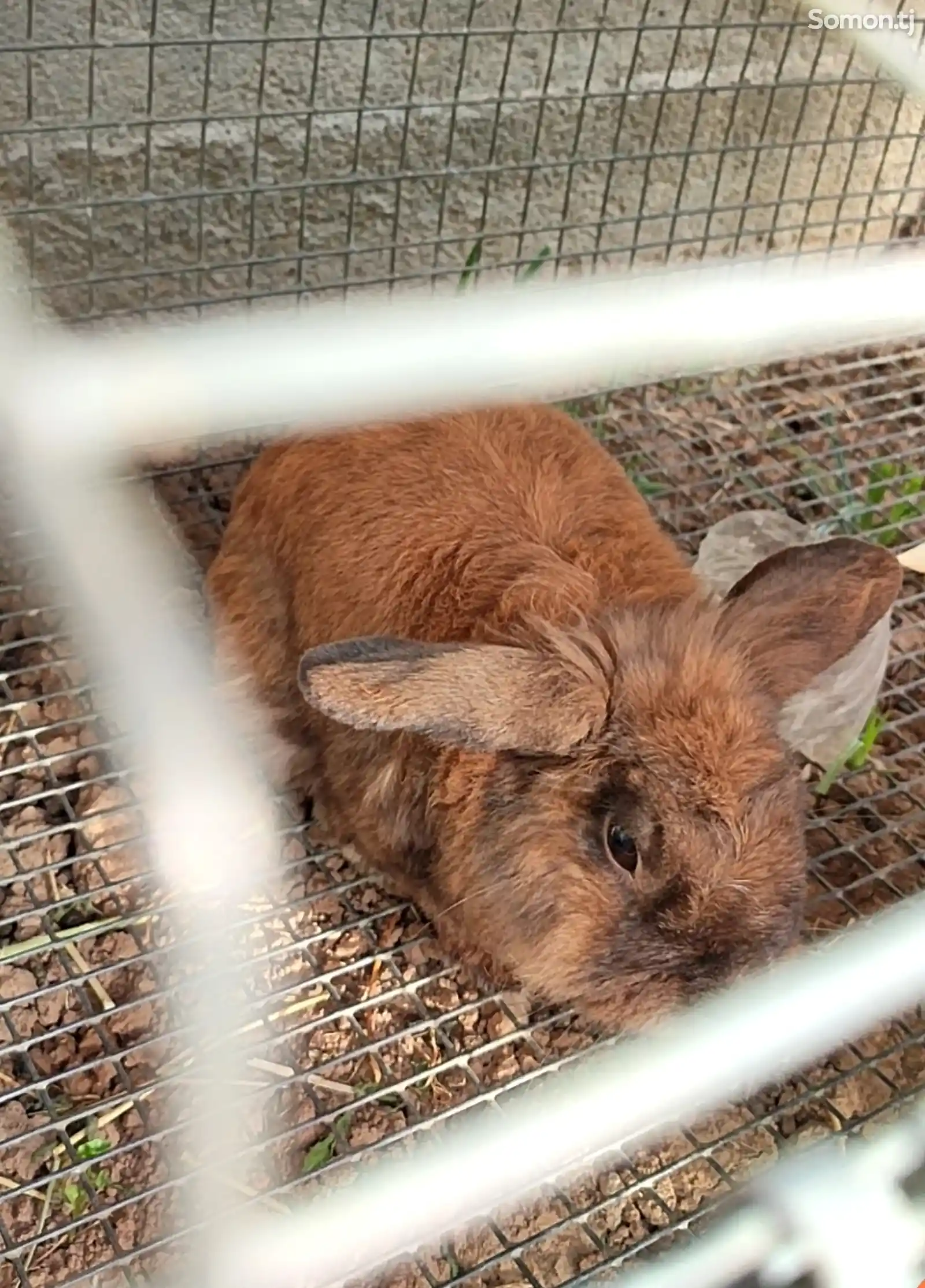 Карликовый кролик-2