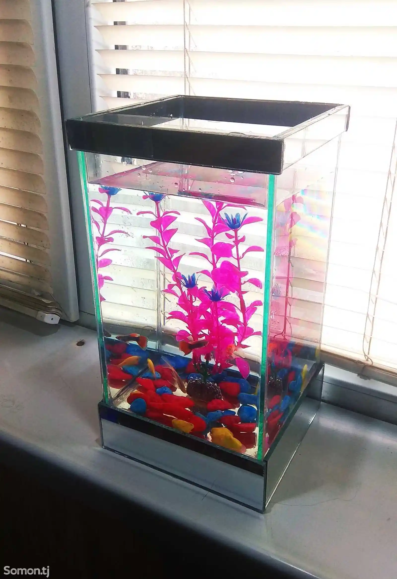Подарочный мини-аквариум 4л с рыбками-3
