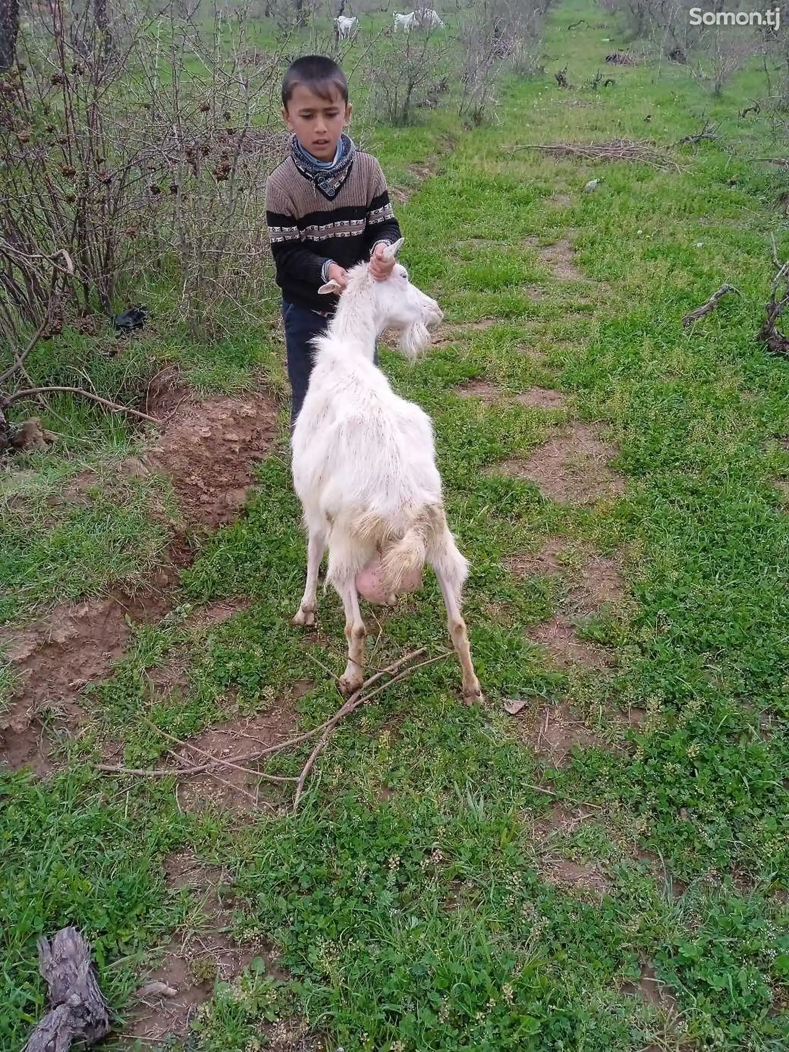 Зааненская коза-1
