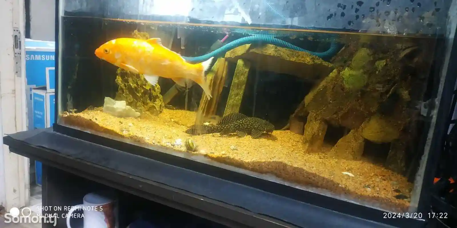 Рыба золотая-3