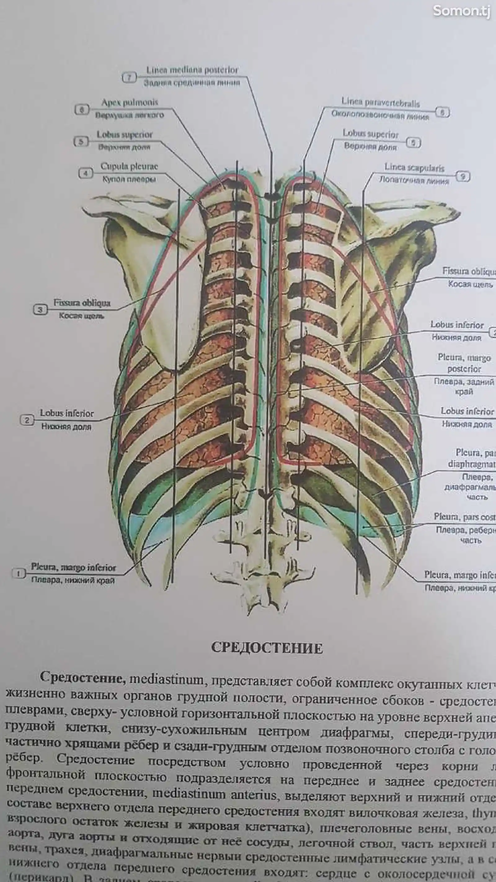 Учебник- Атлас анатомии человека Синельников-3