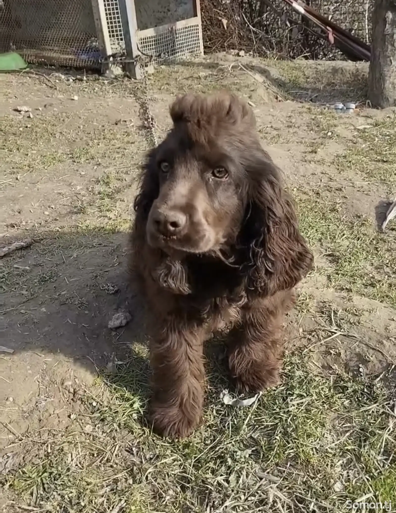 Английский Спаниель-1