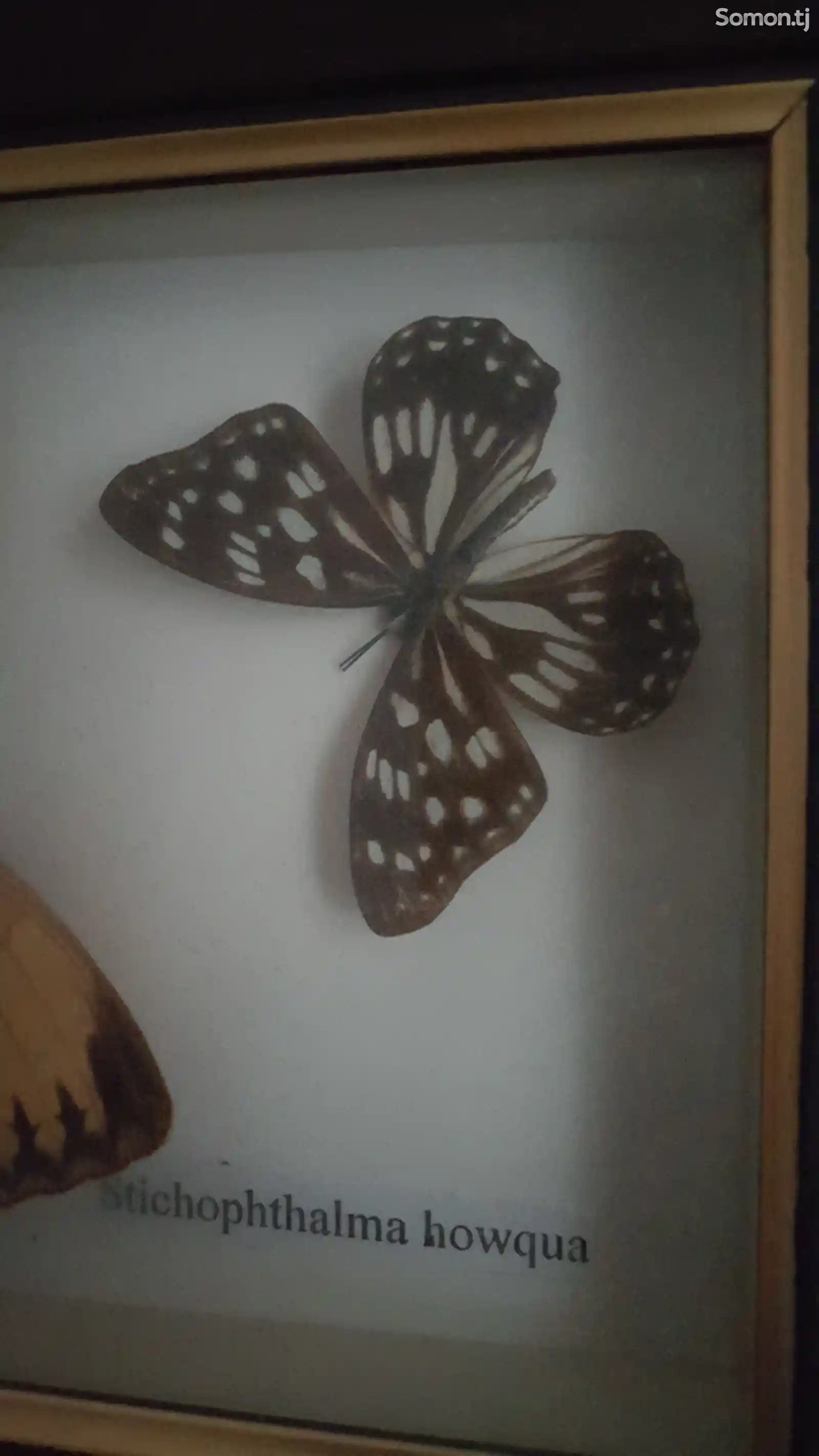Бабочки в рамке-3