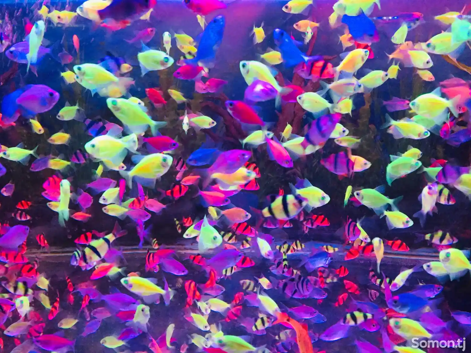Рыбки Glo Fish-1