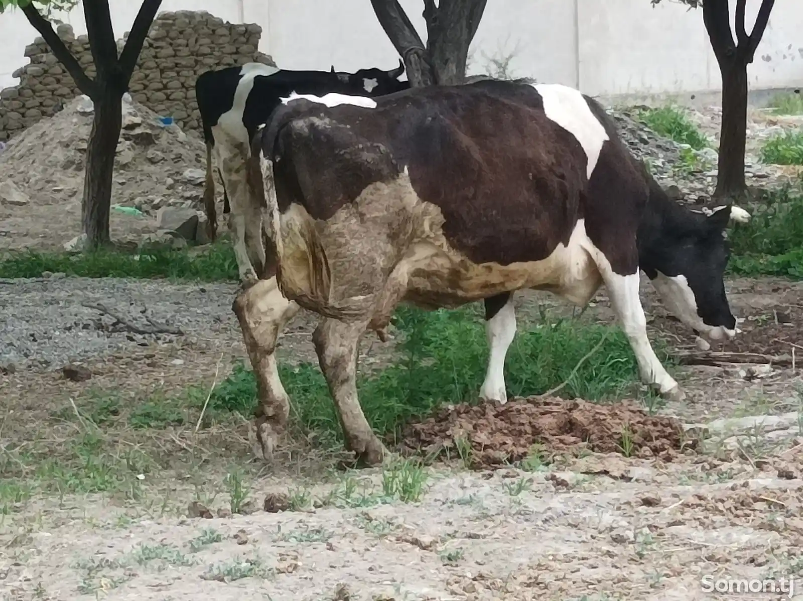 Корова-9