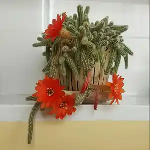 Комнатный цветок кактус