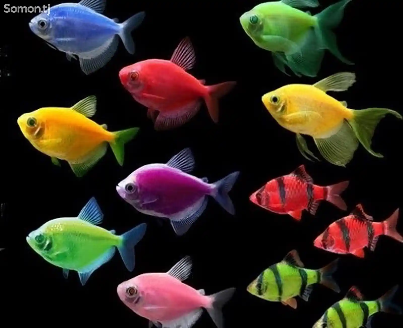 Флуоресцентные рыбки-3