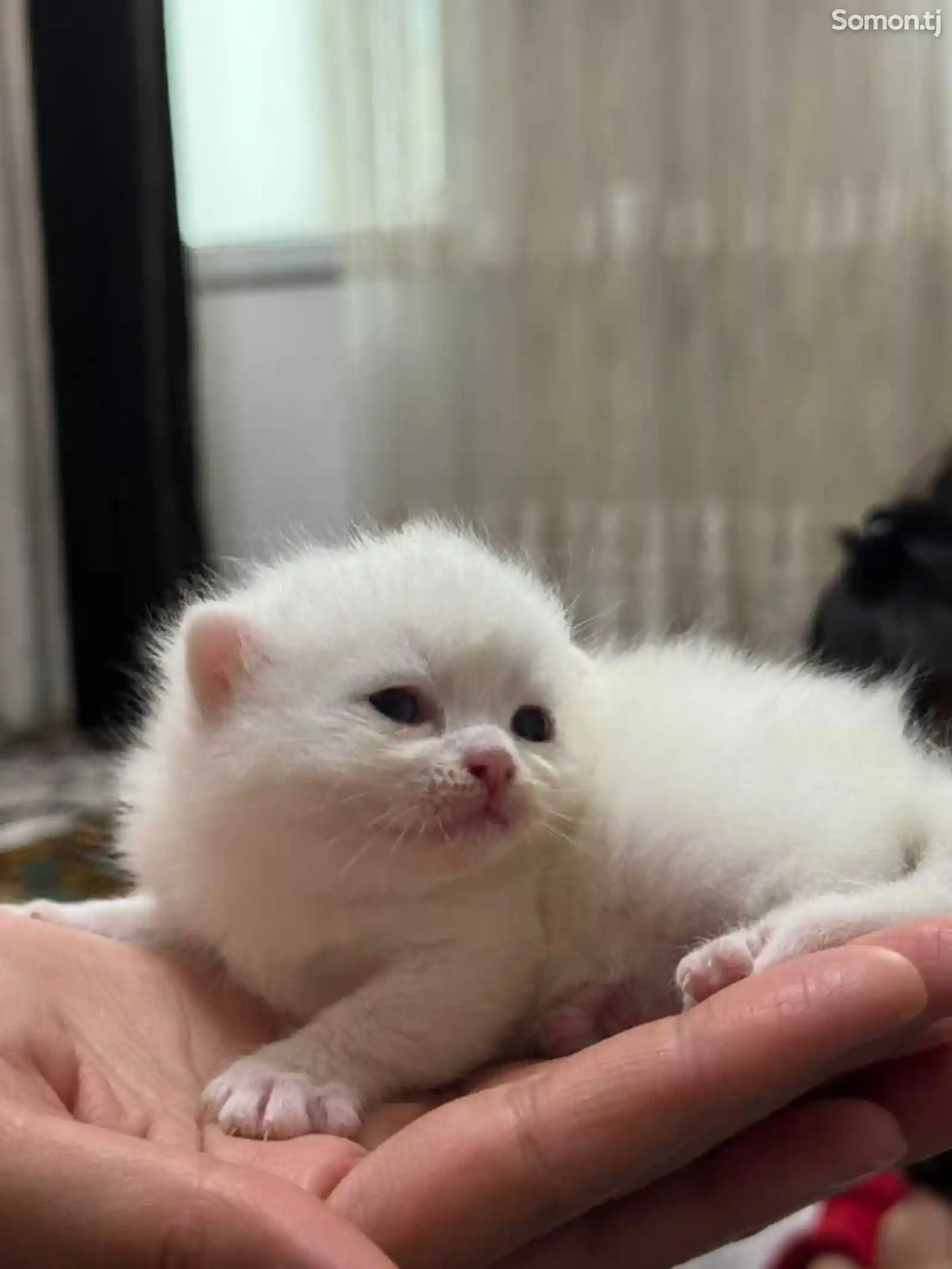 Шотландский белоснежный котёнок с разными глазами-10