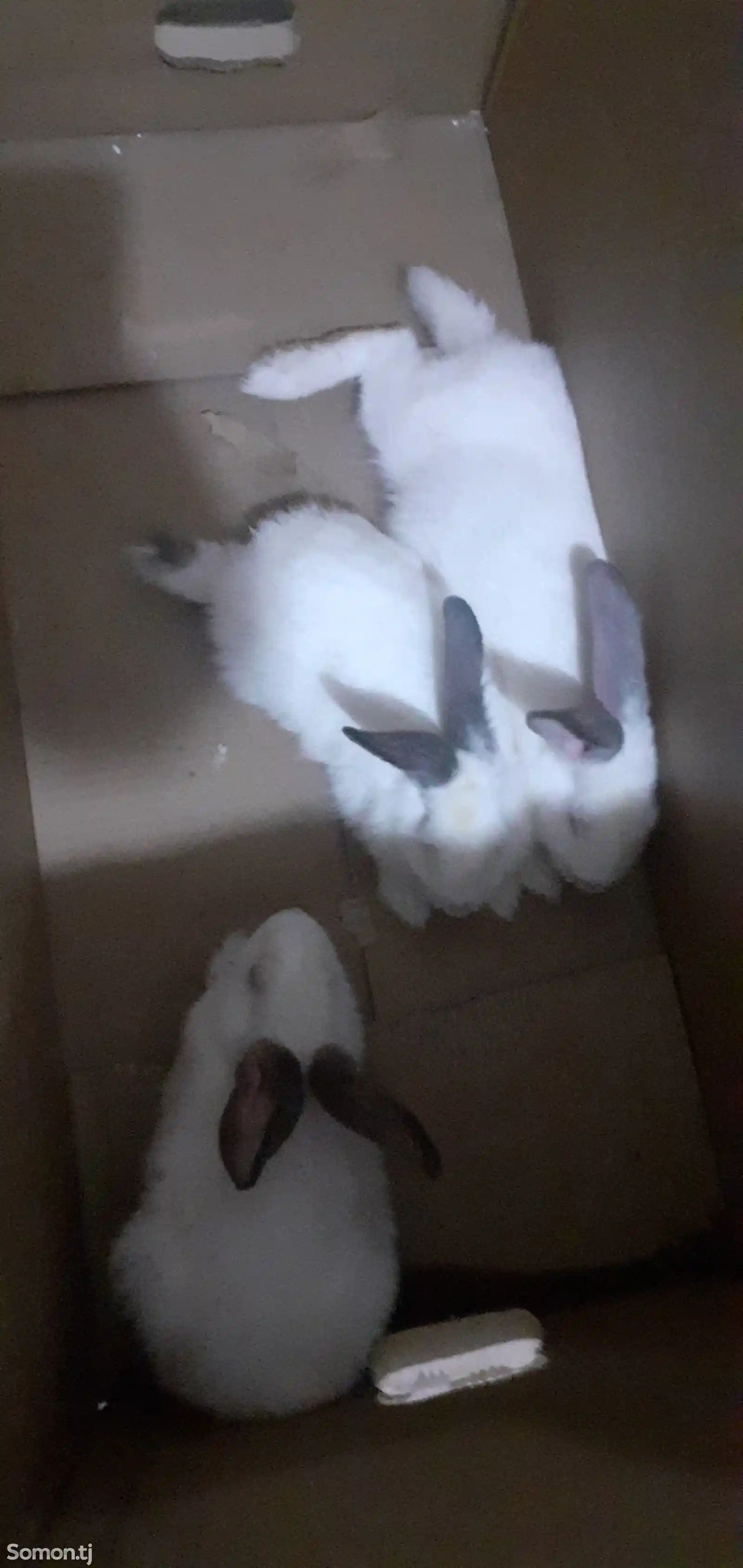 Кролики породистые-2