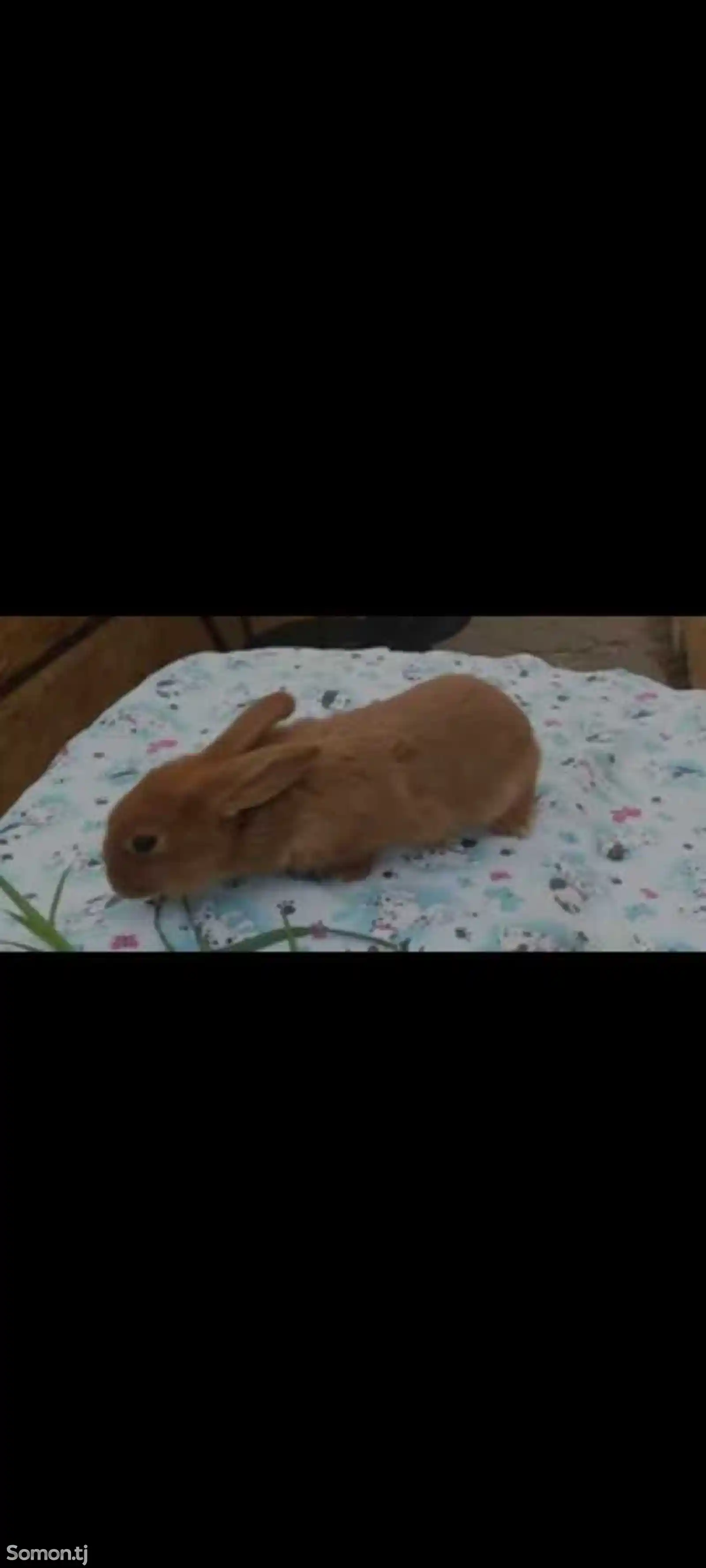 Крольчата-3