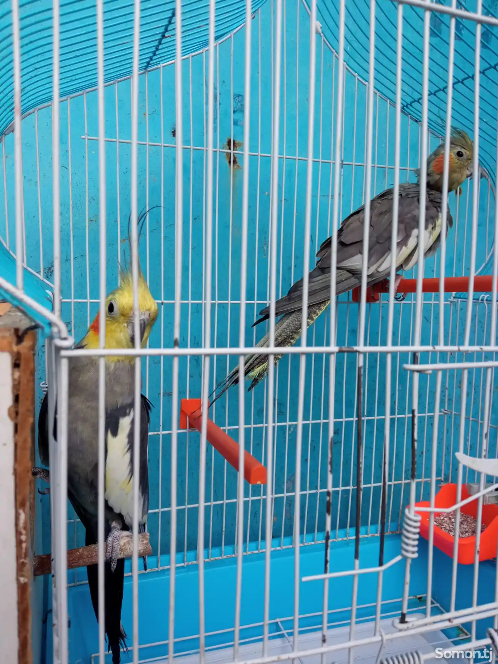 Попугай карелла-1