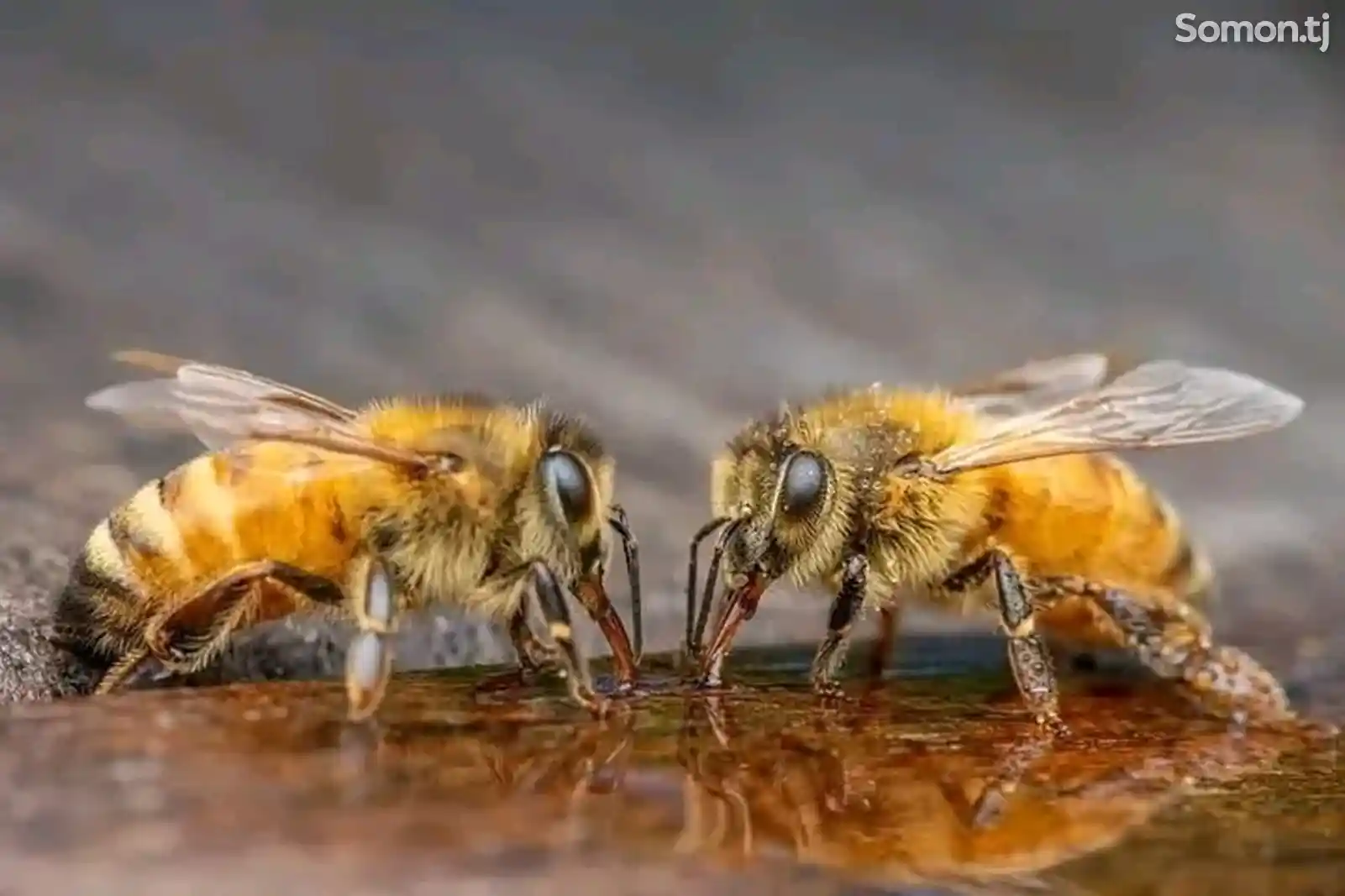 Пчелы/Занбури асал-3