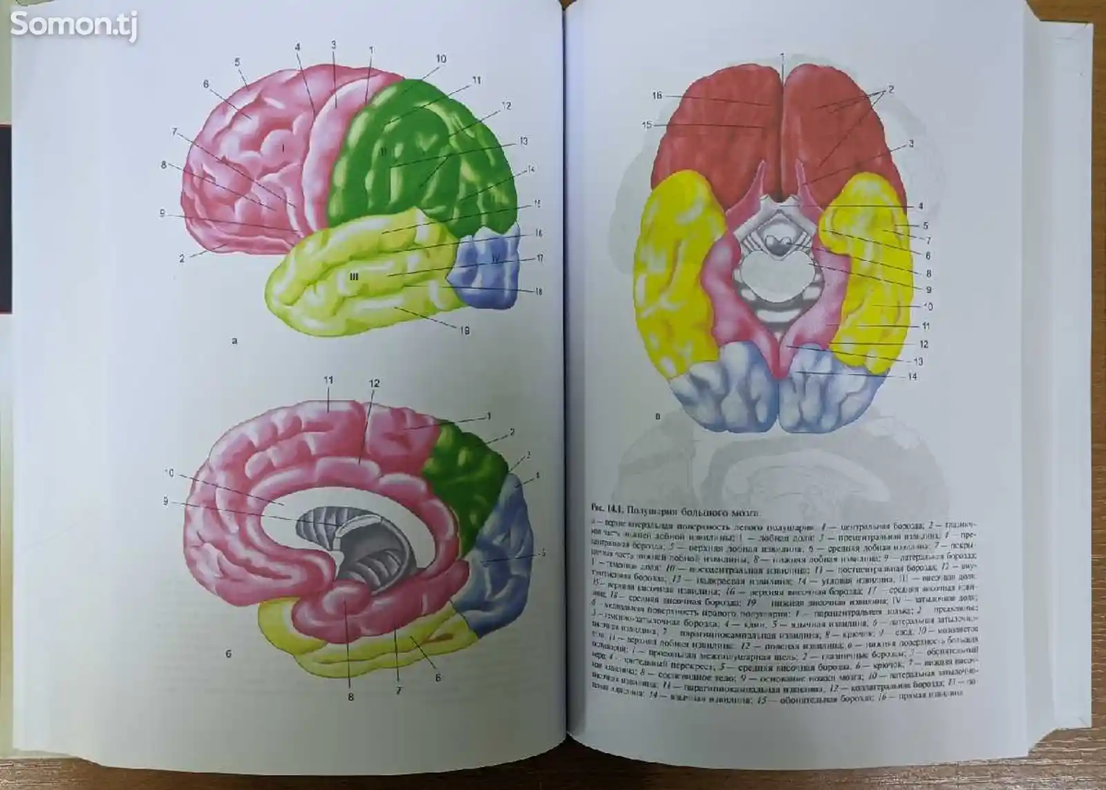 Книга Общая неврология-10