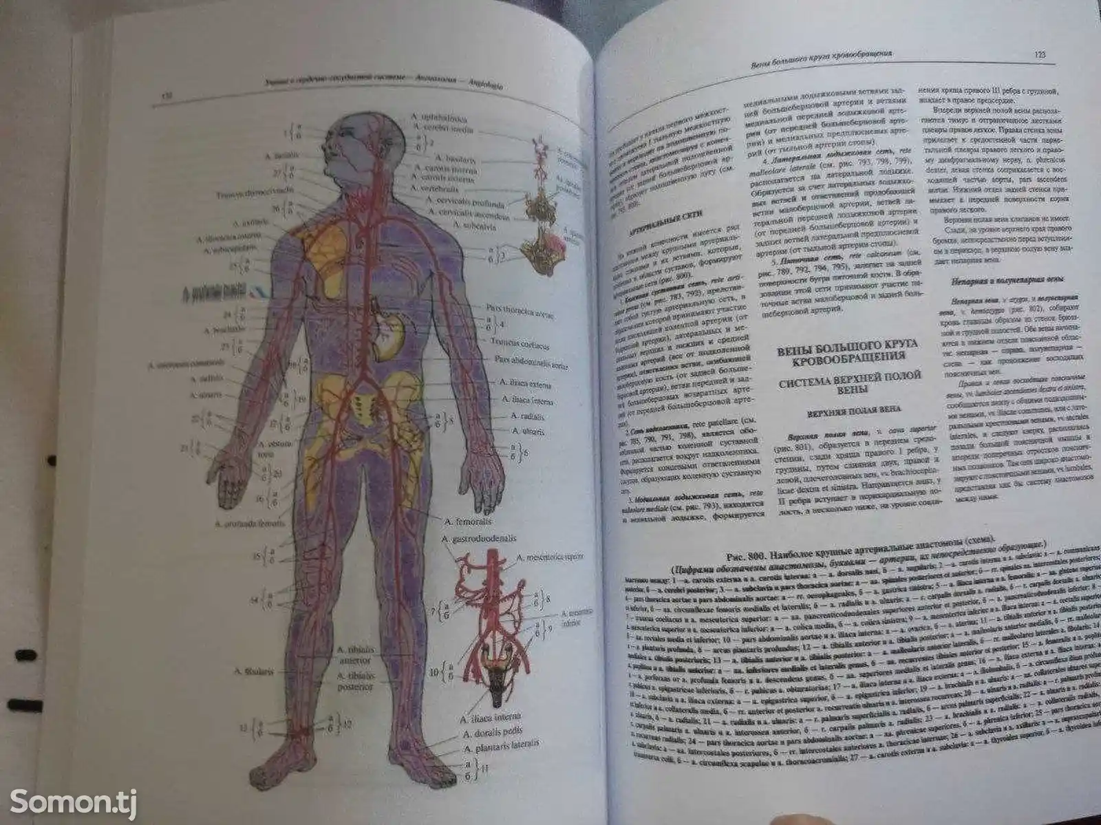 Анатомия Человека Синелников Атлас-7