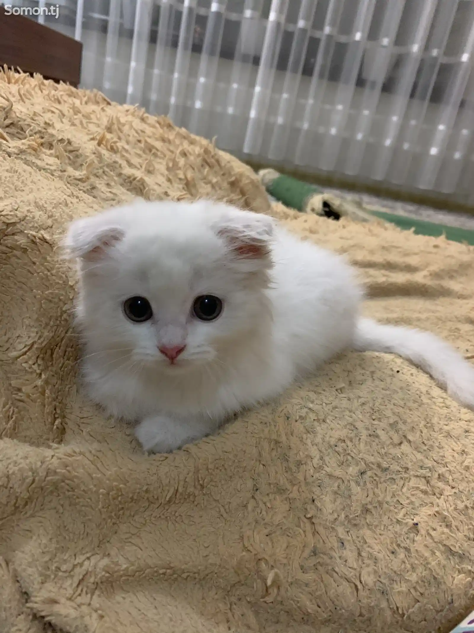 Чистокровный Белый шотландский вислоухий котёнок-1