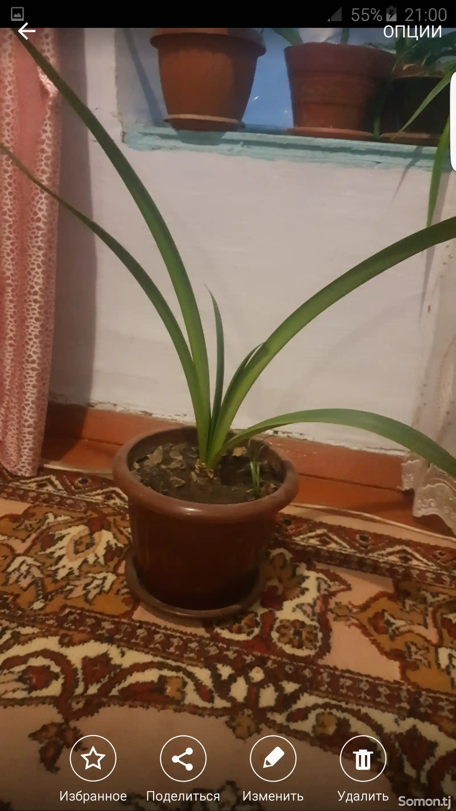 Растение Гиппераструм-3