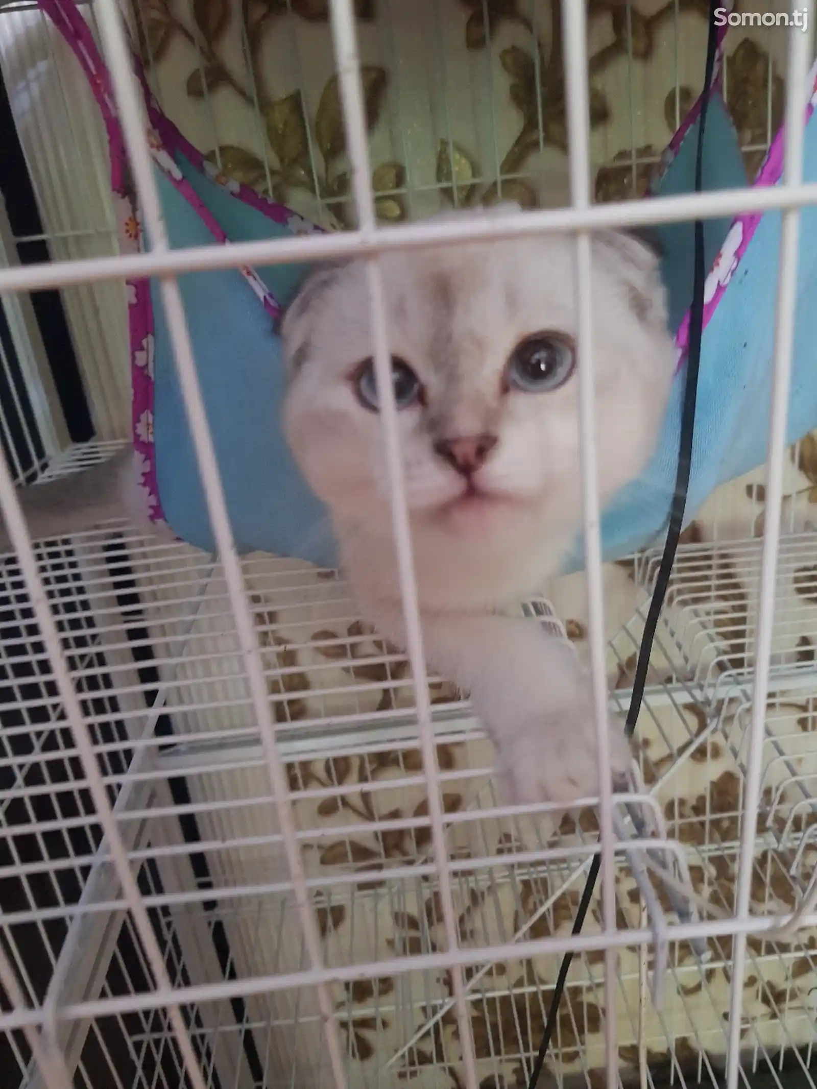 Котёнок тайский-6