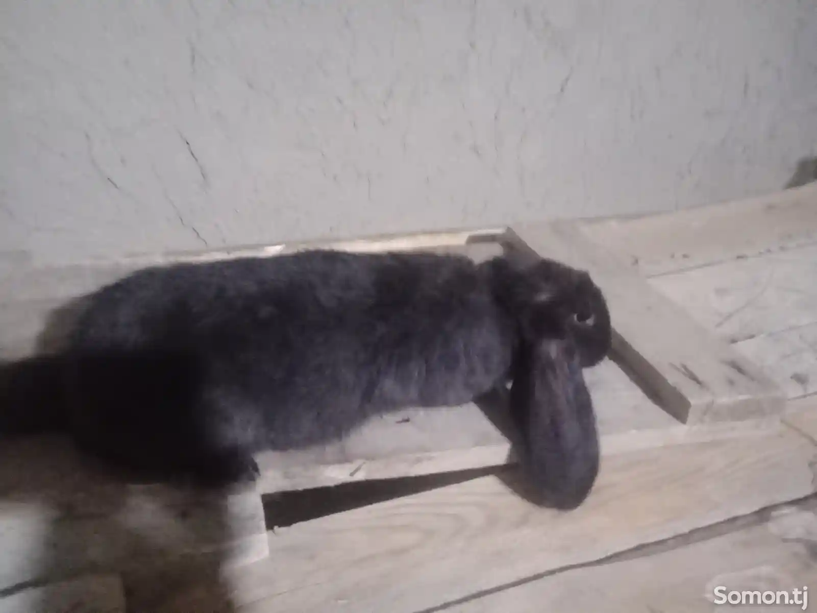 Кролик французкий баран-1