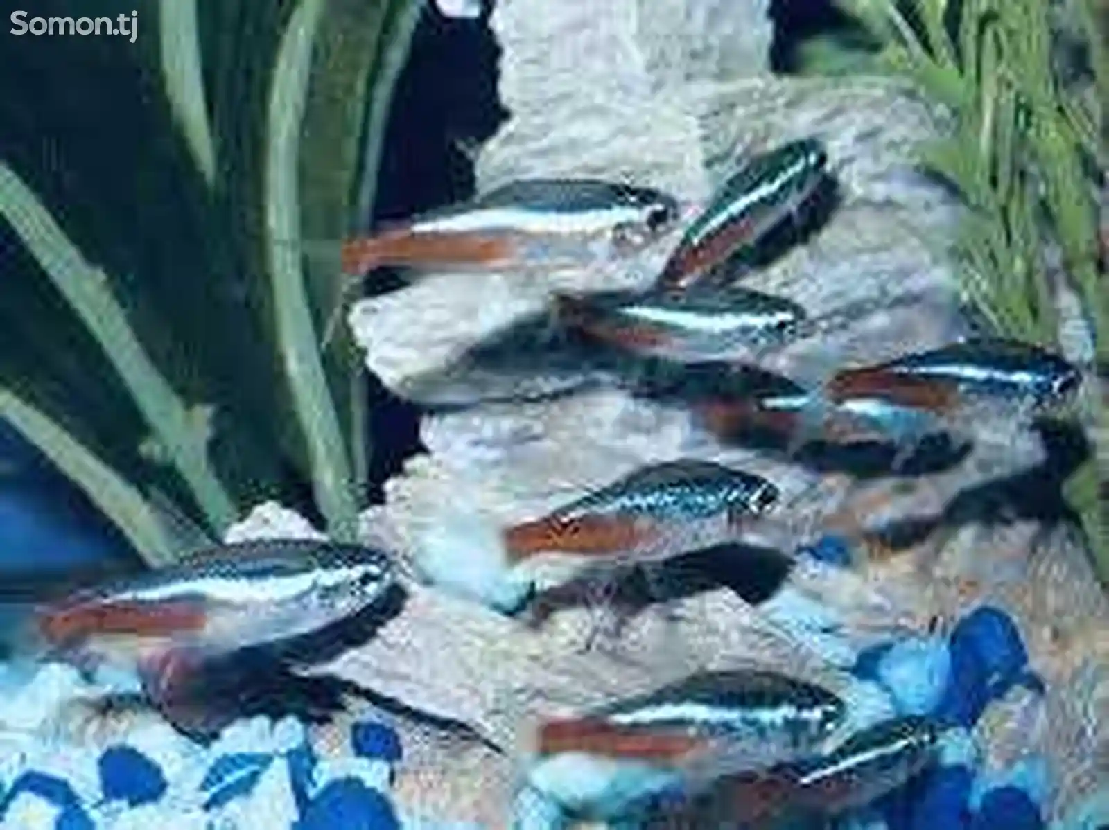 Рыбки неончики-1