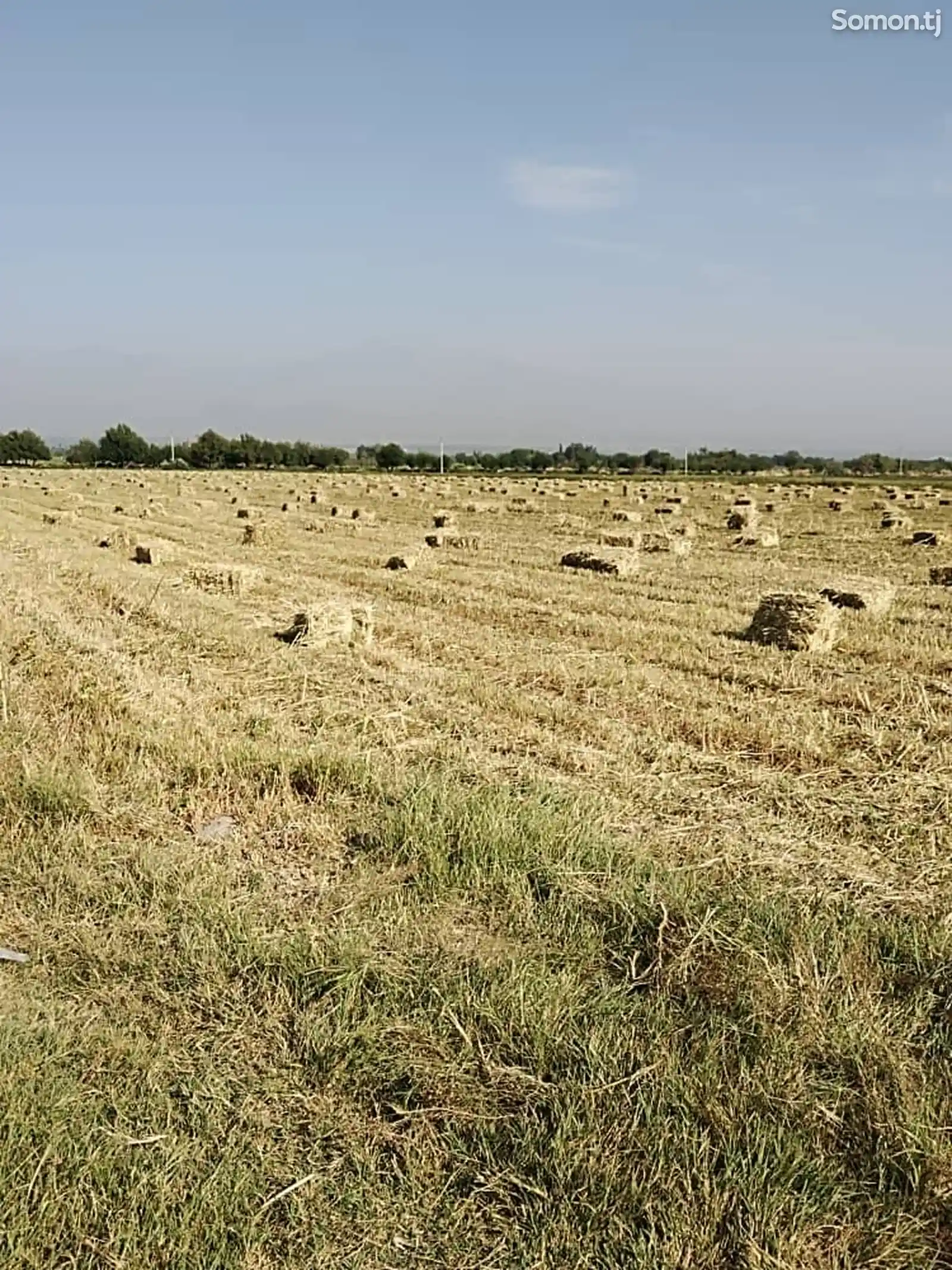 Тоза жуворимакка 1000донас-2