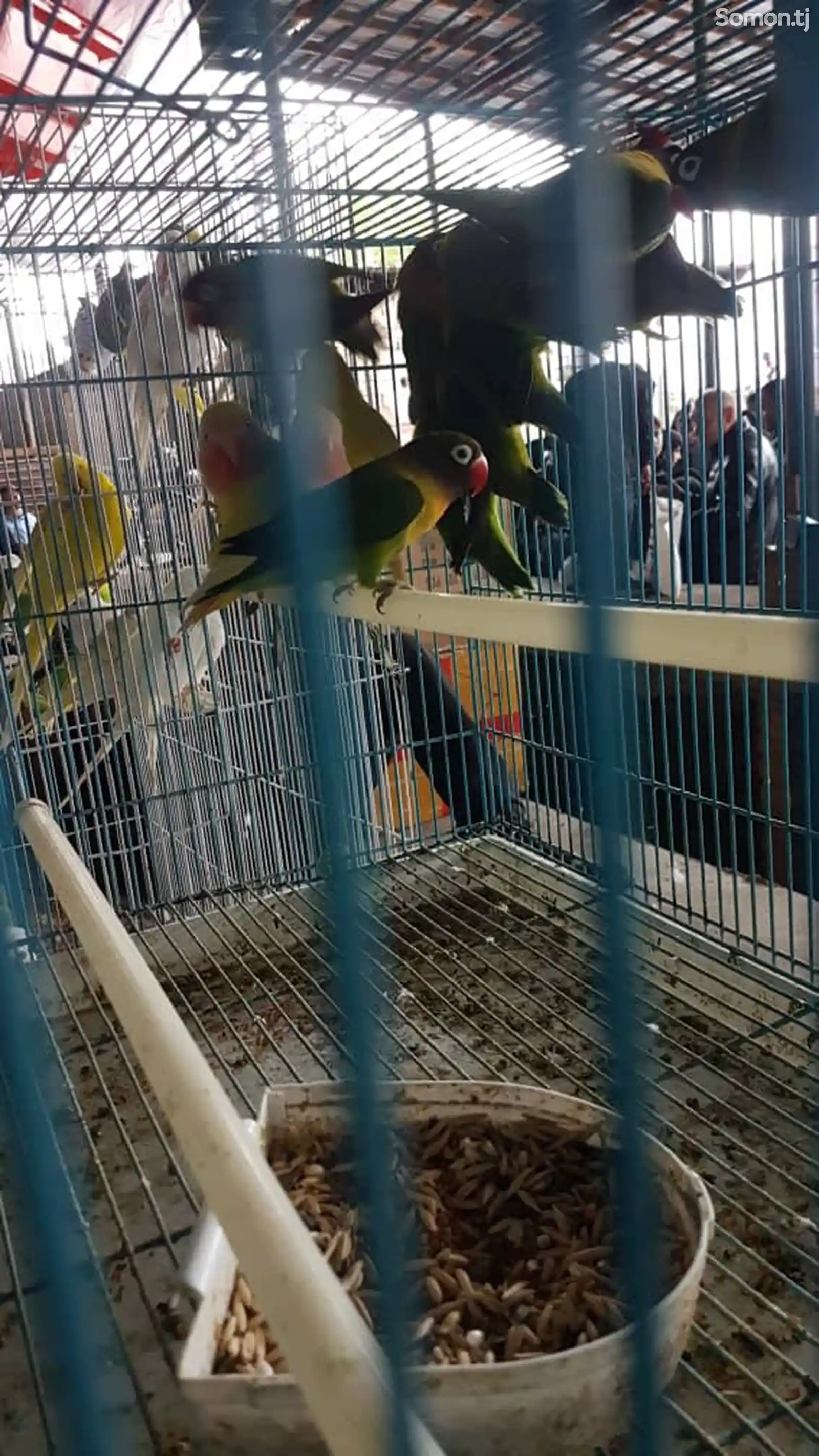 Попугай неразлучник-2