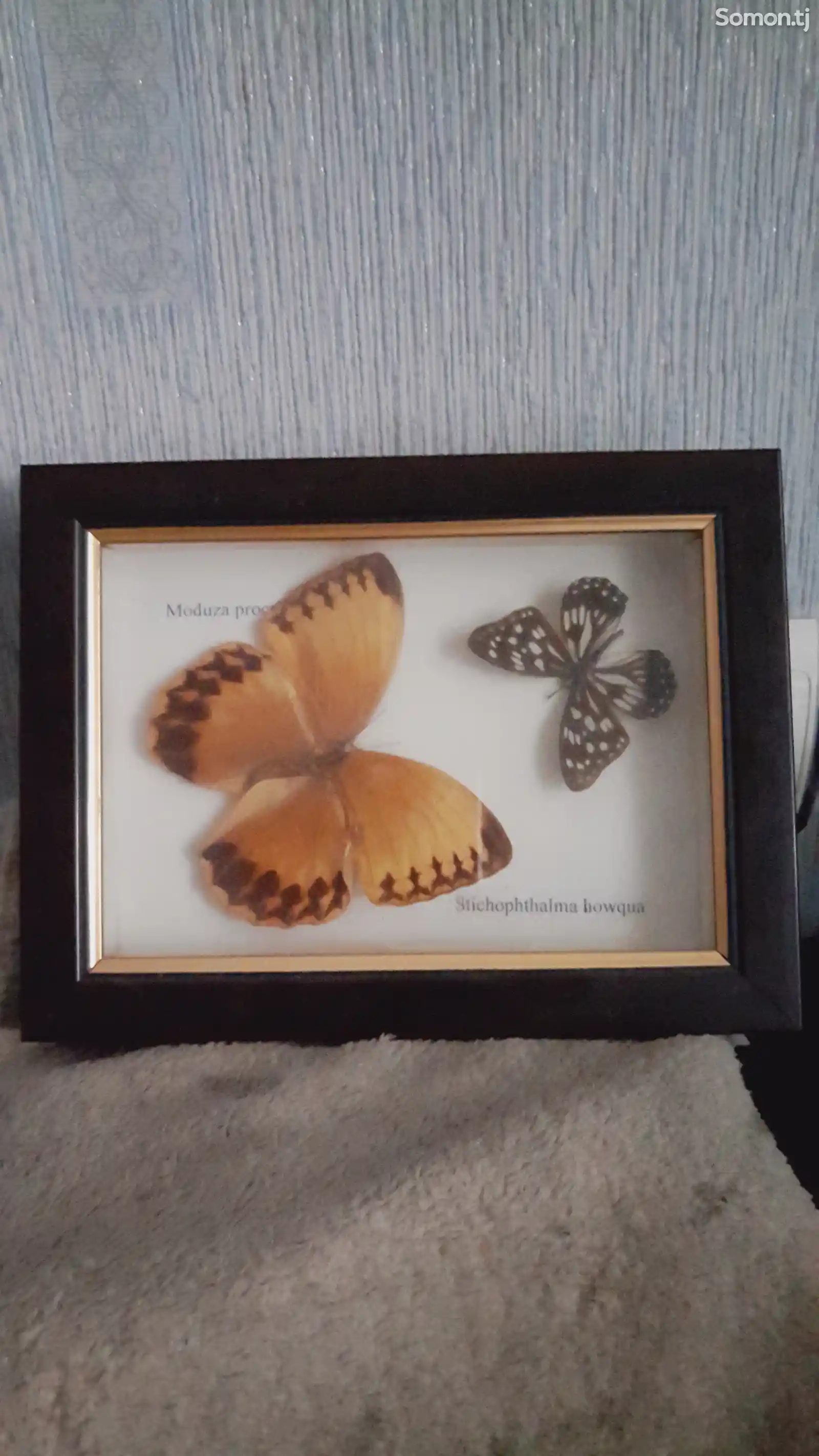 Бабочки в рамке-1
