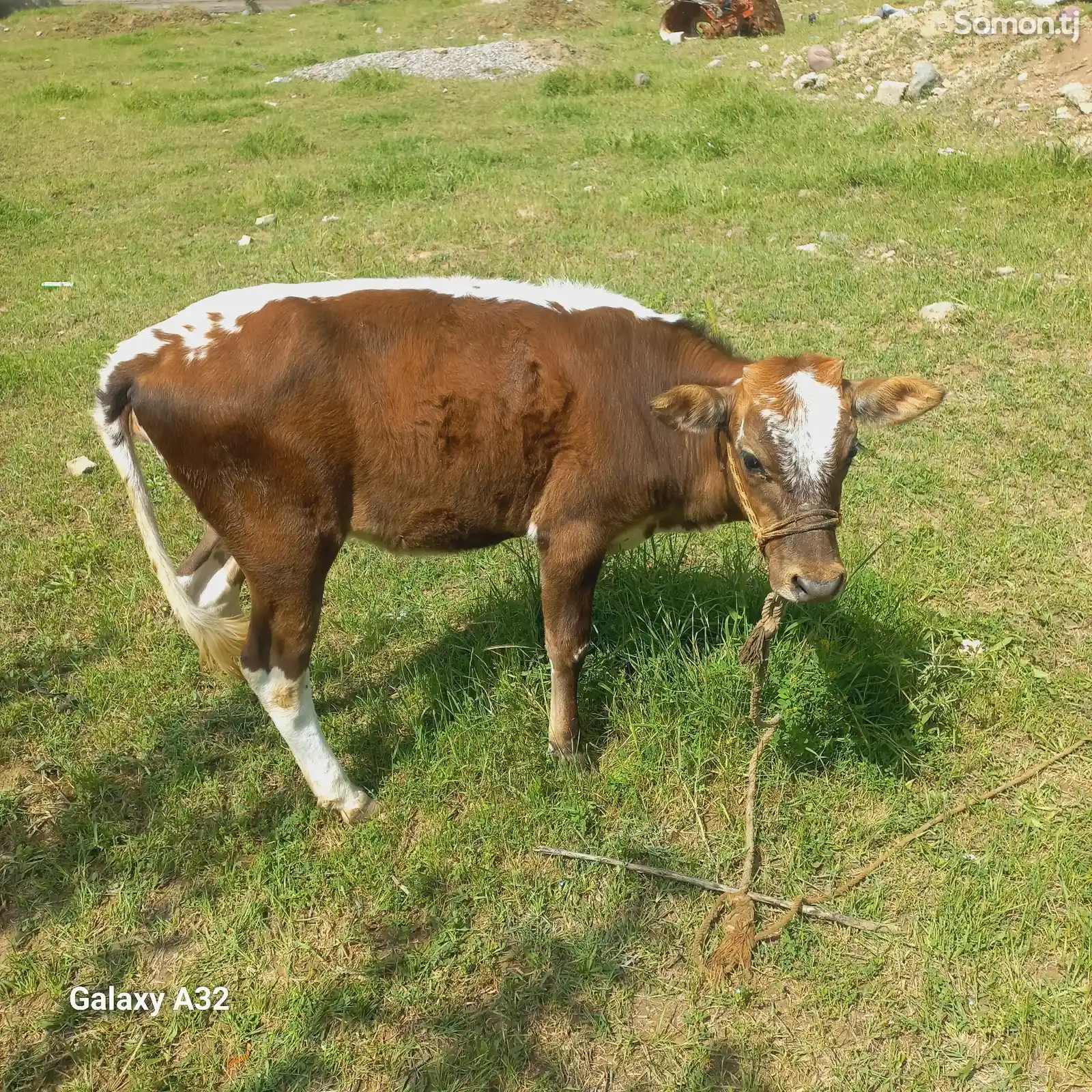 Корова-5