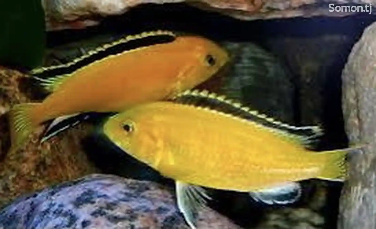Labidochromis caeruleus var. Yellow-1