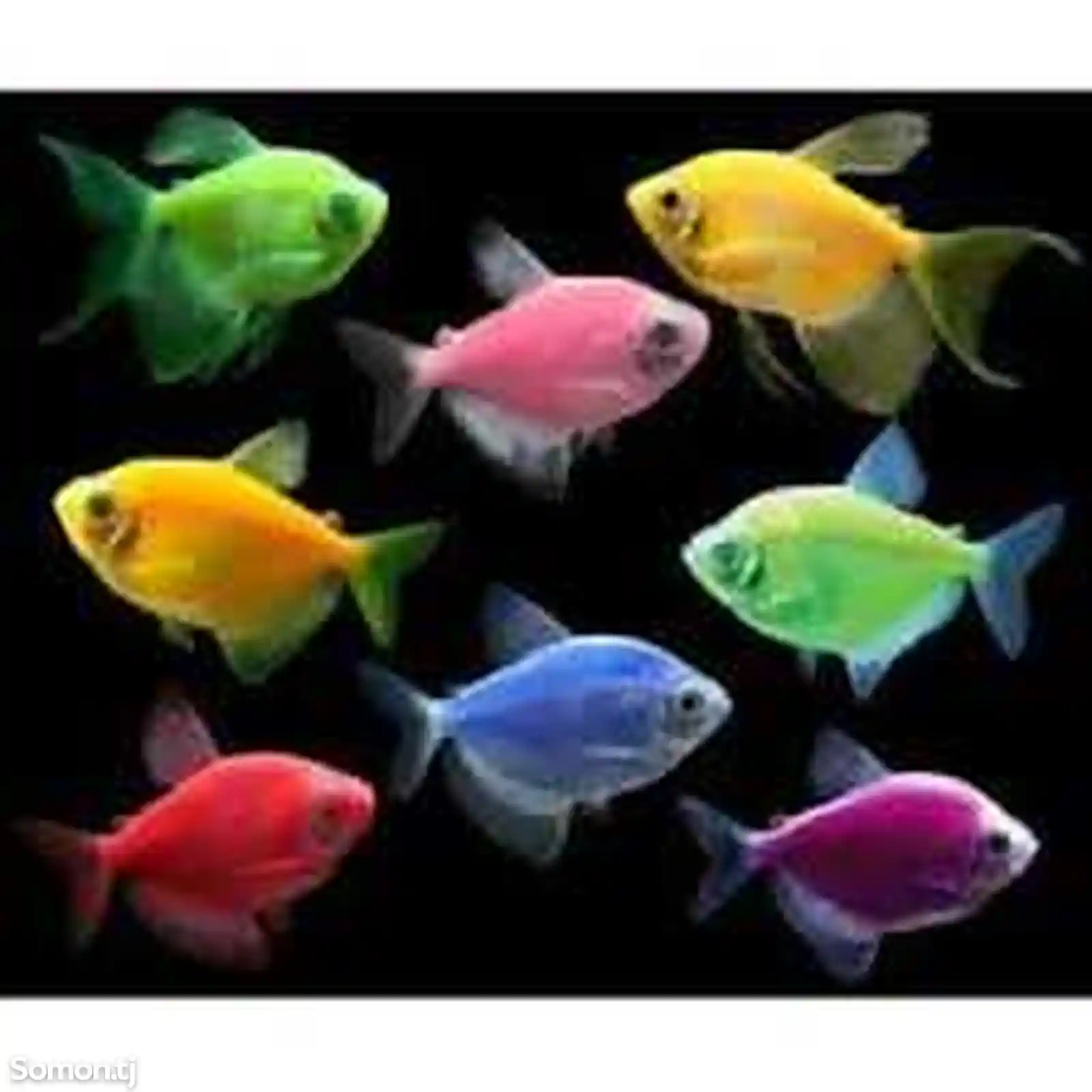 Тернеция GloFish-3