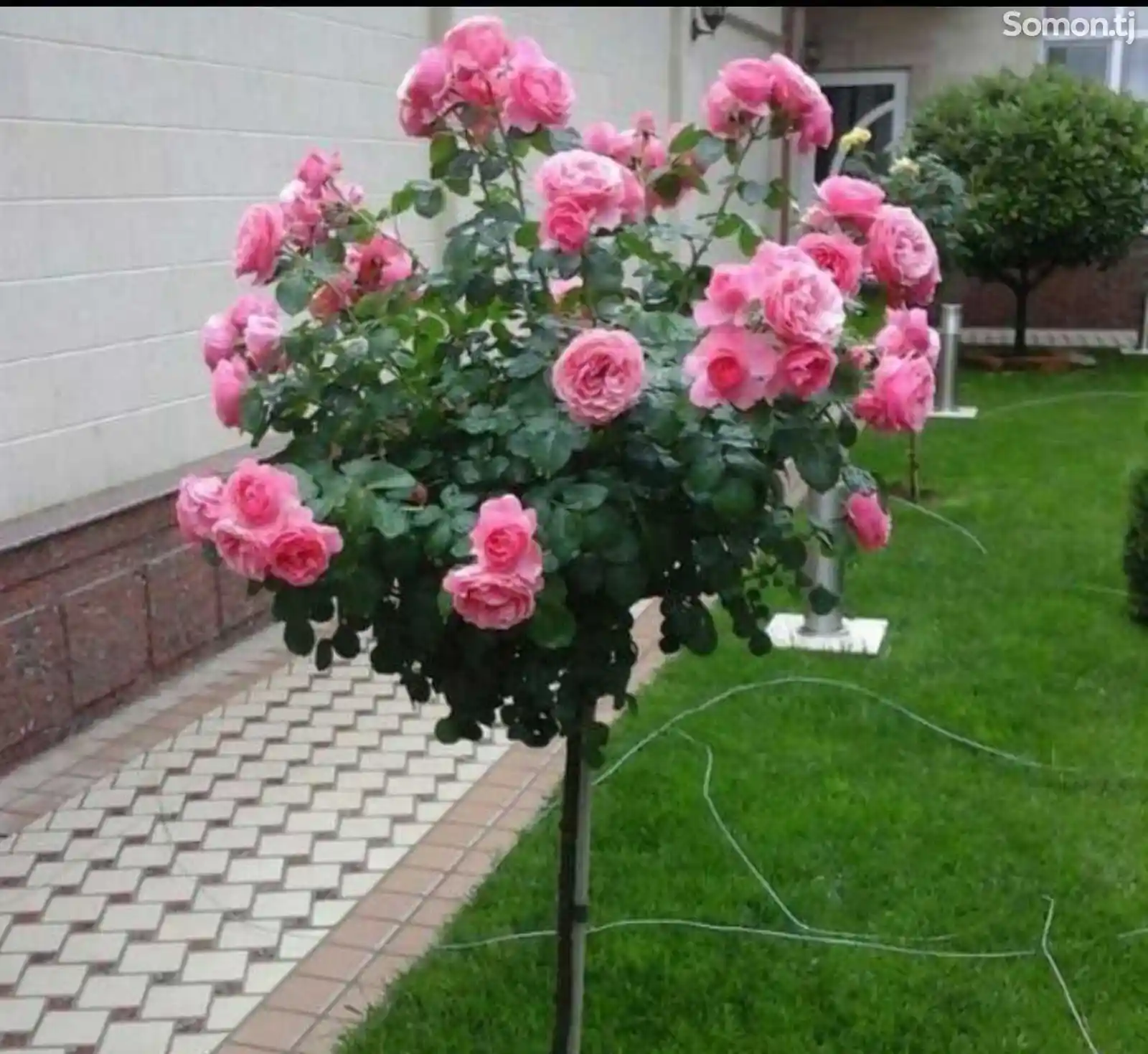 Штамбовые розы-1