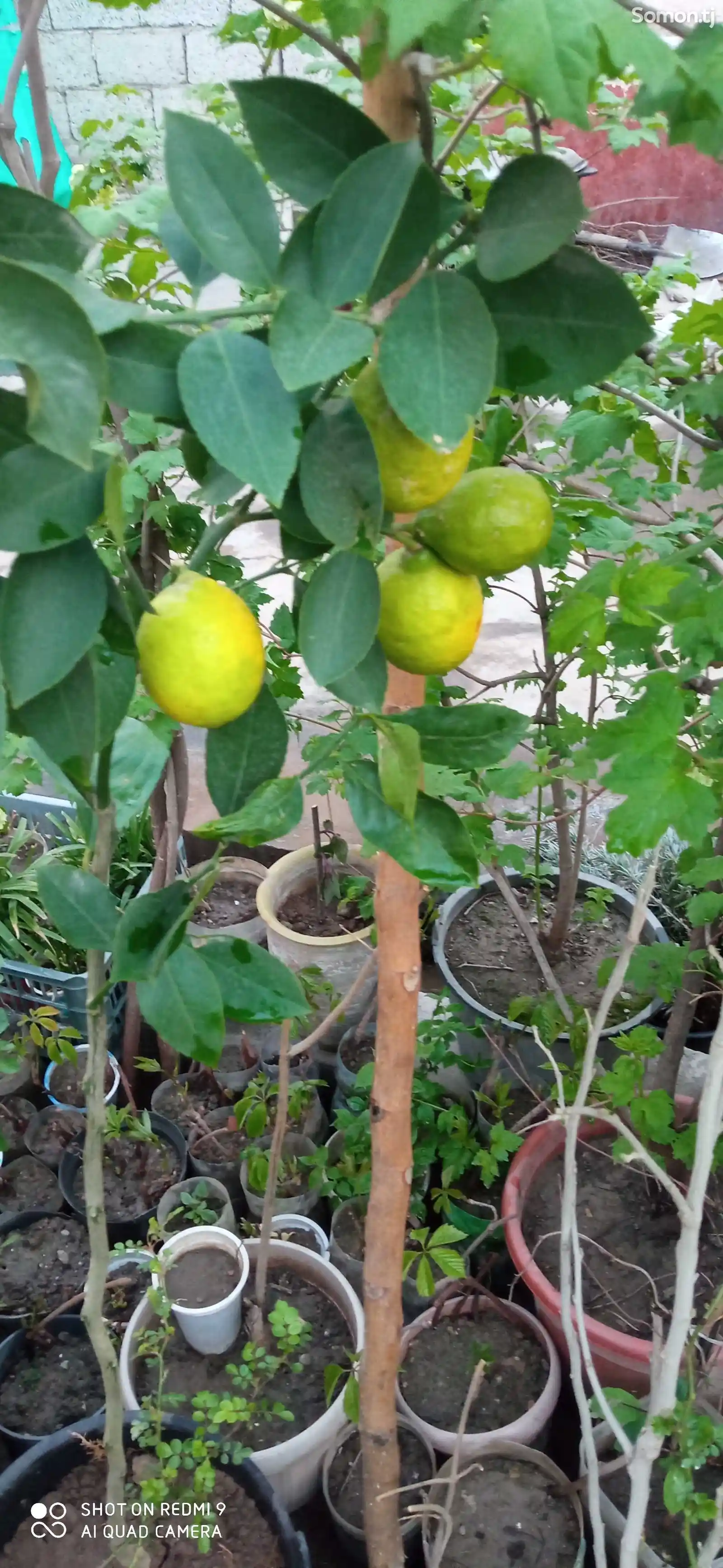 Дерево Лимона-5