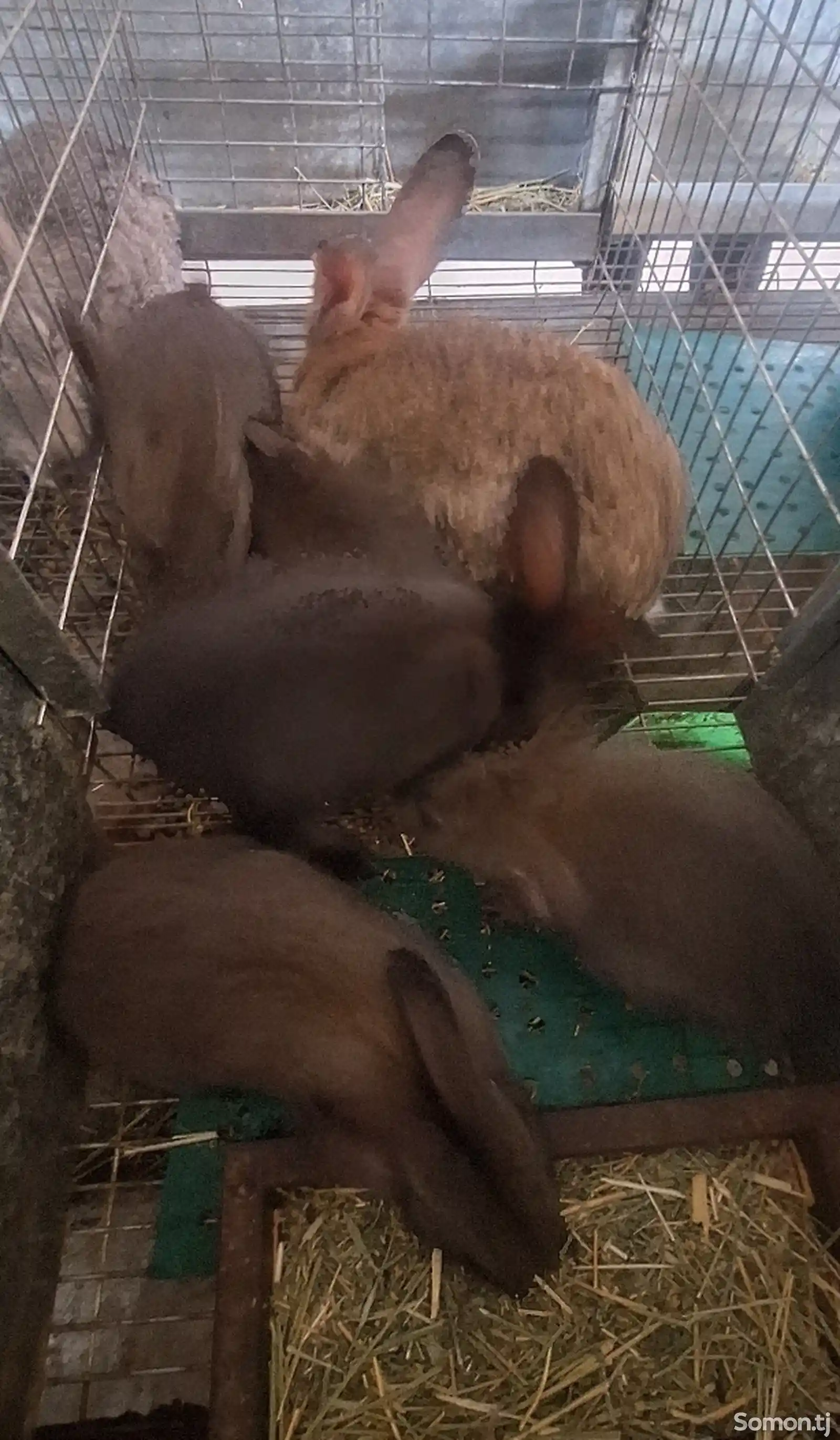 Кролик с крольчихой-2