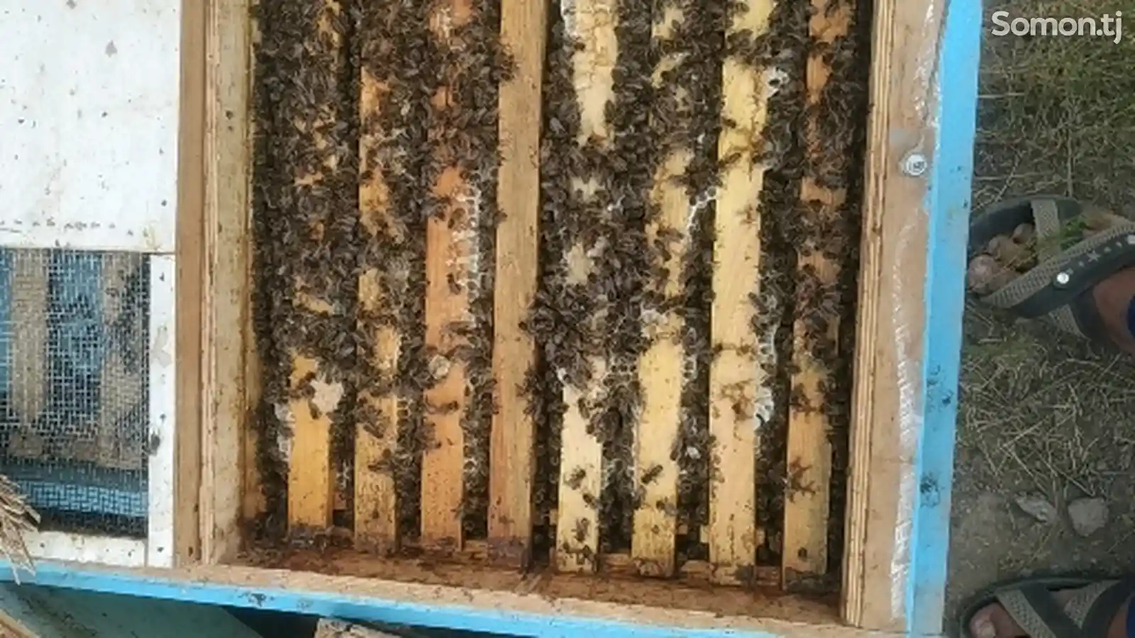 Пчела пакет-2