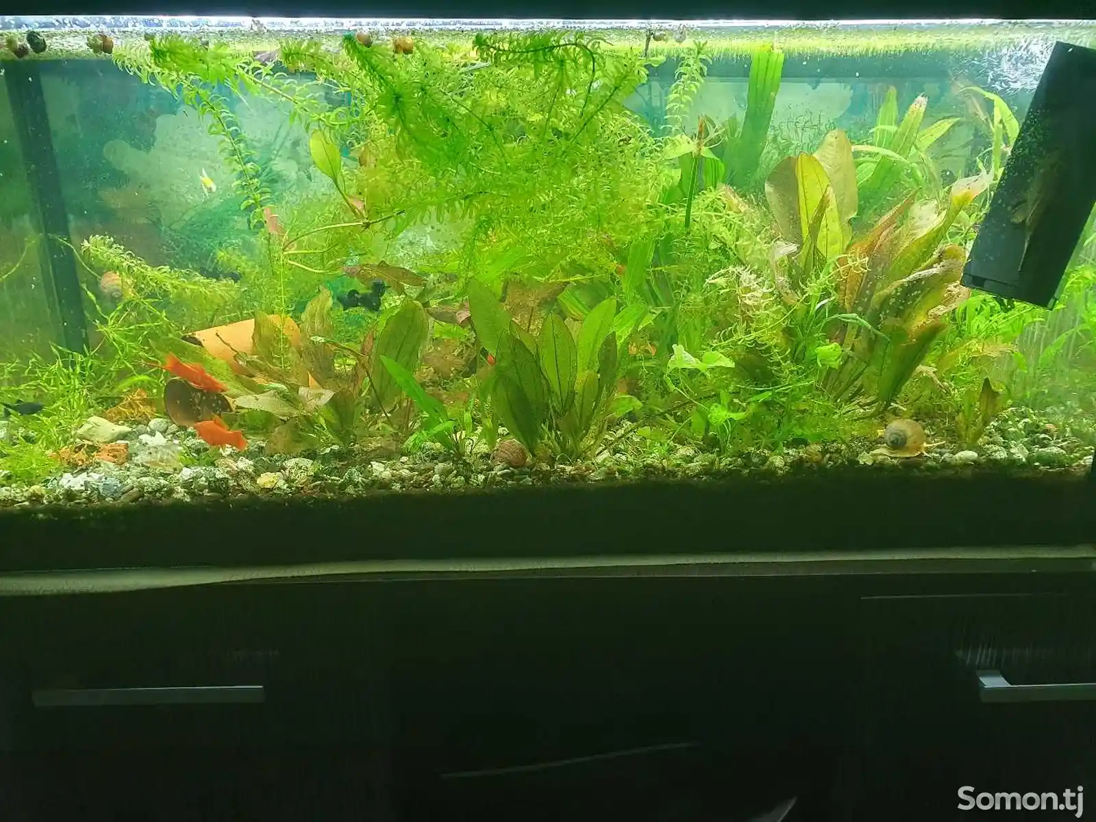 аквариум с живыми растениями рыбками и растениями-2
