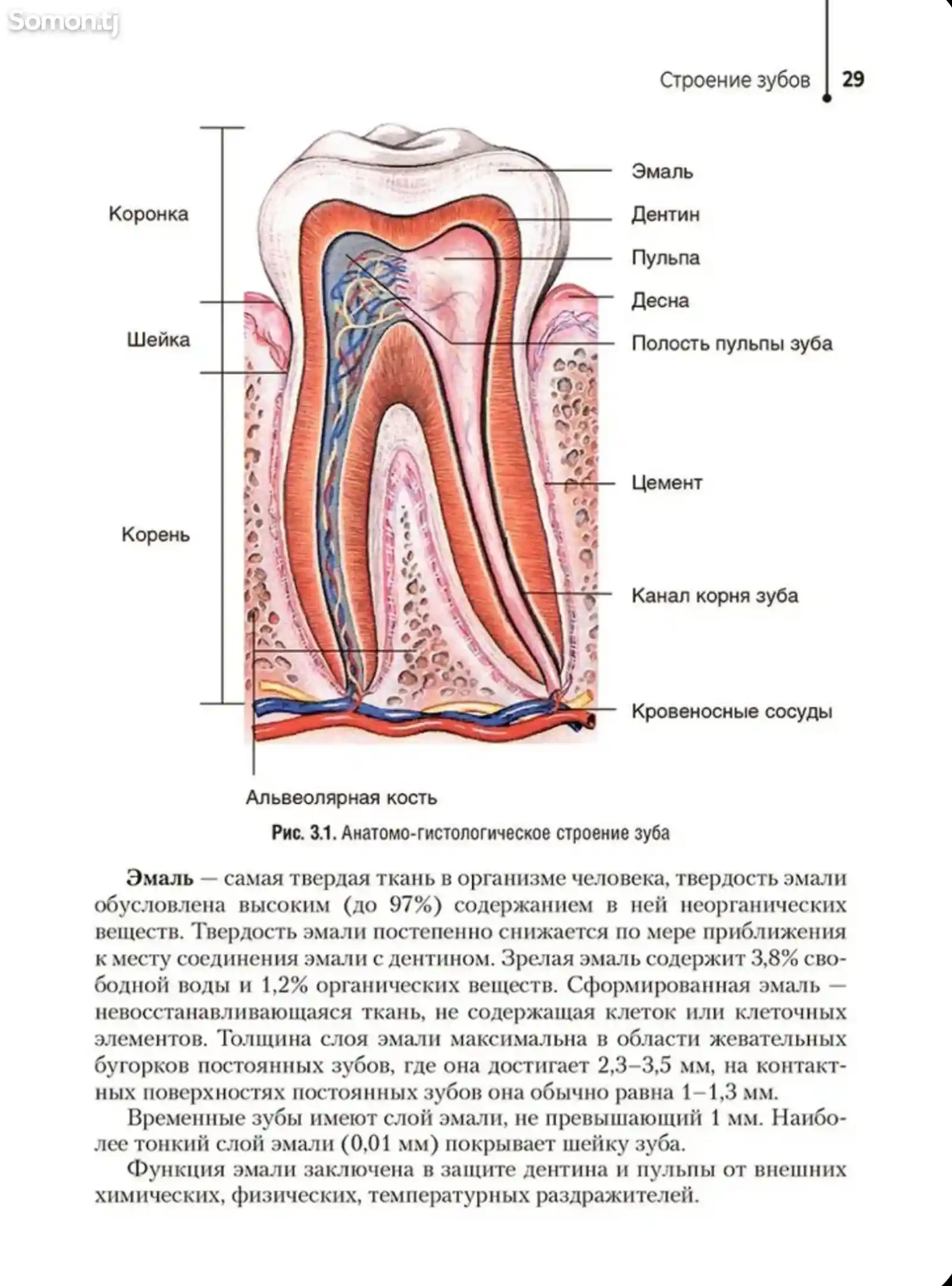 Книга Гигиена полости рта на заказ-5