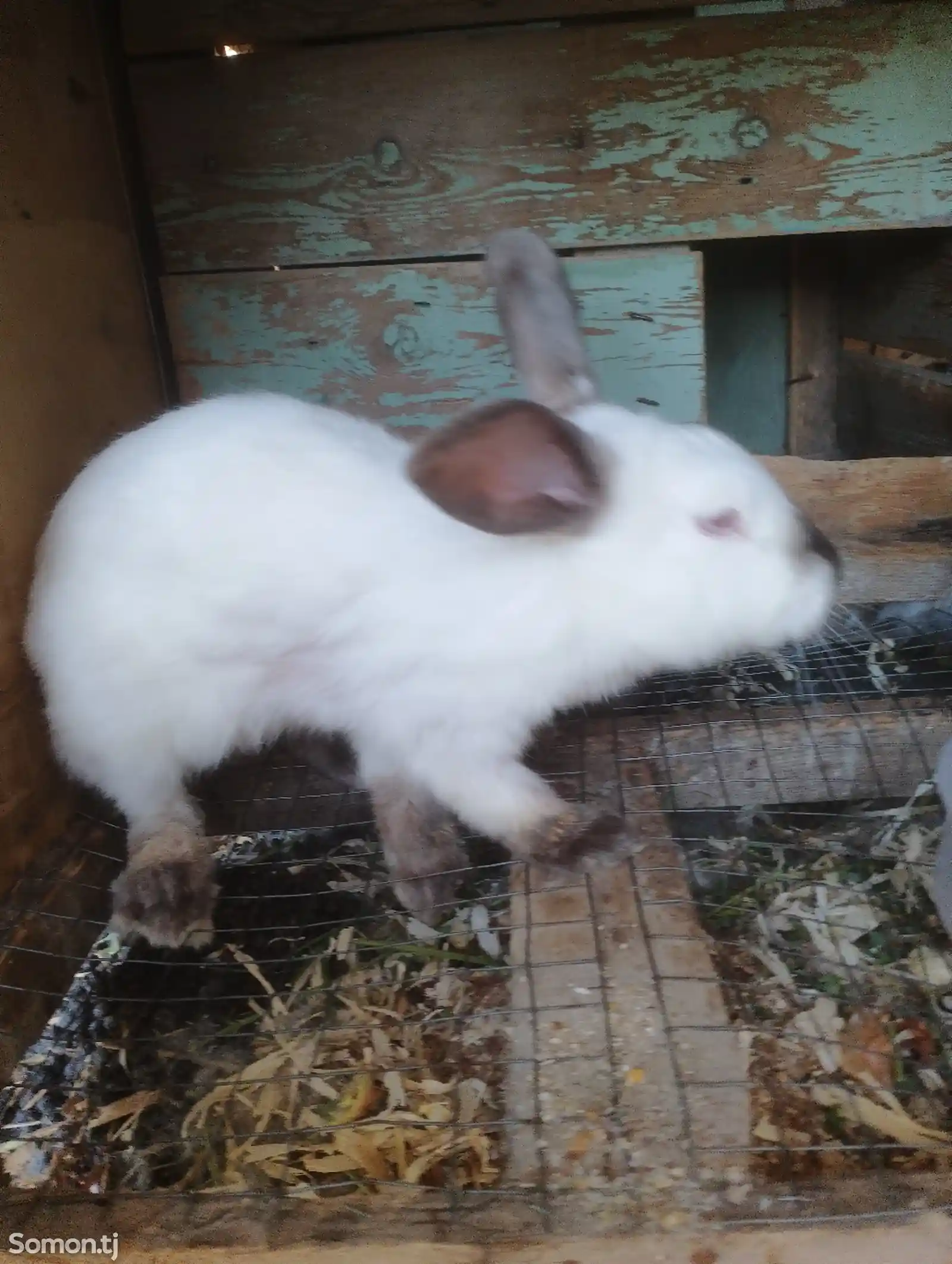 Колифорнийский кролик-3