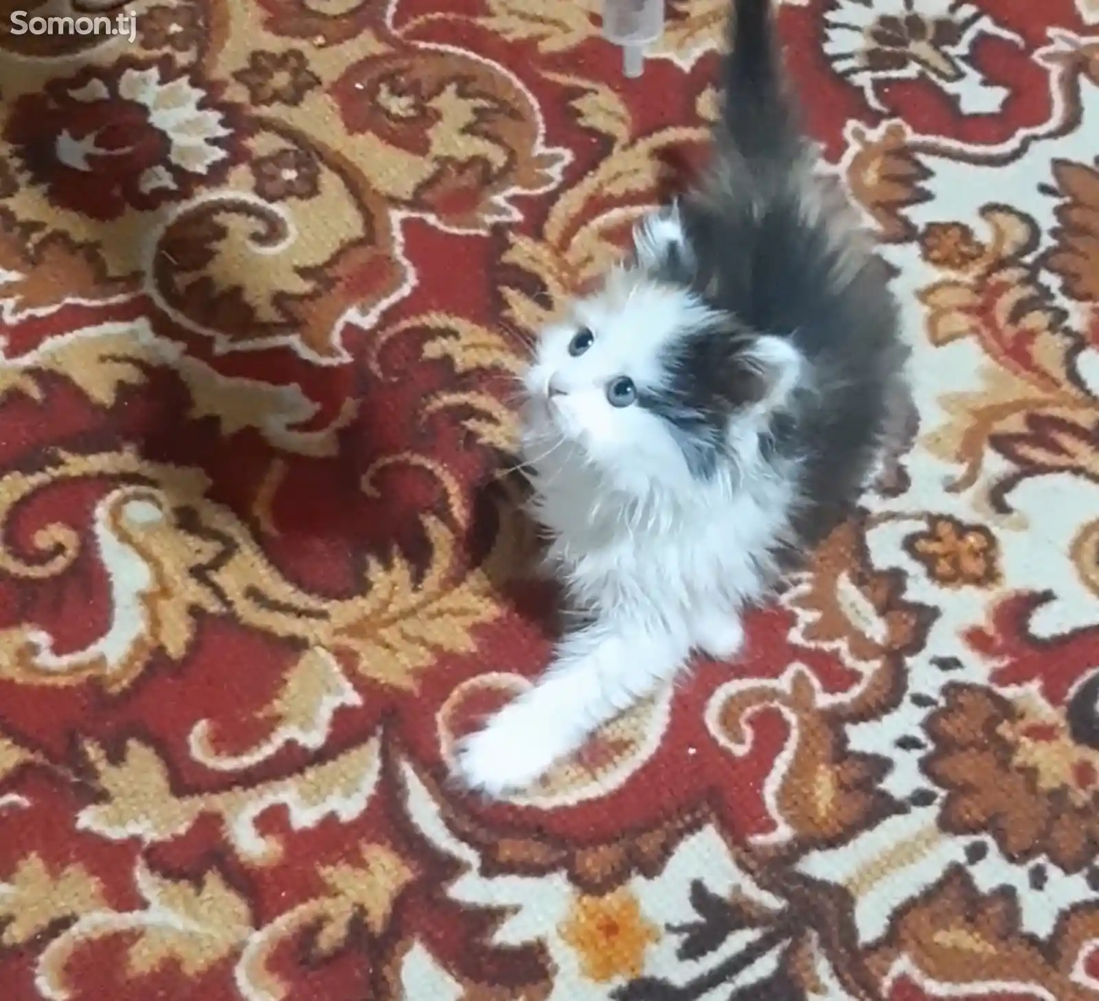 Кошка персидской породы-1