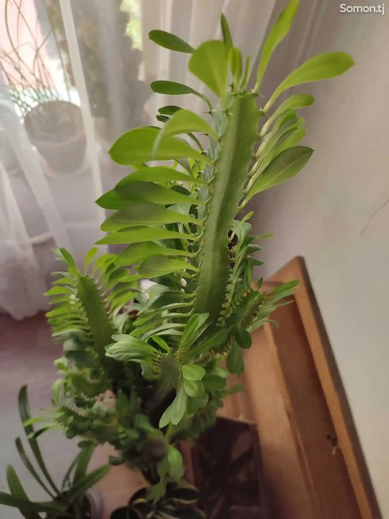 Комнатное растение Молочай-5