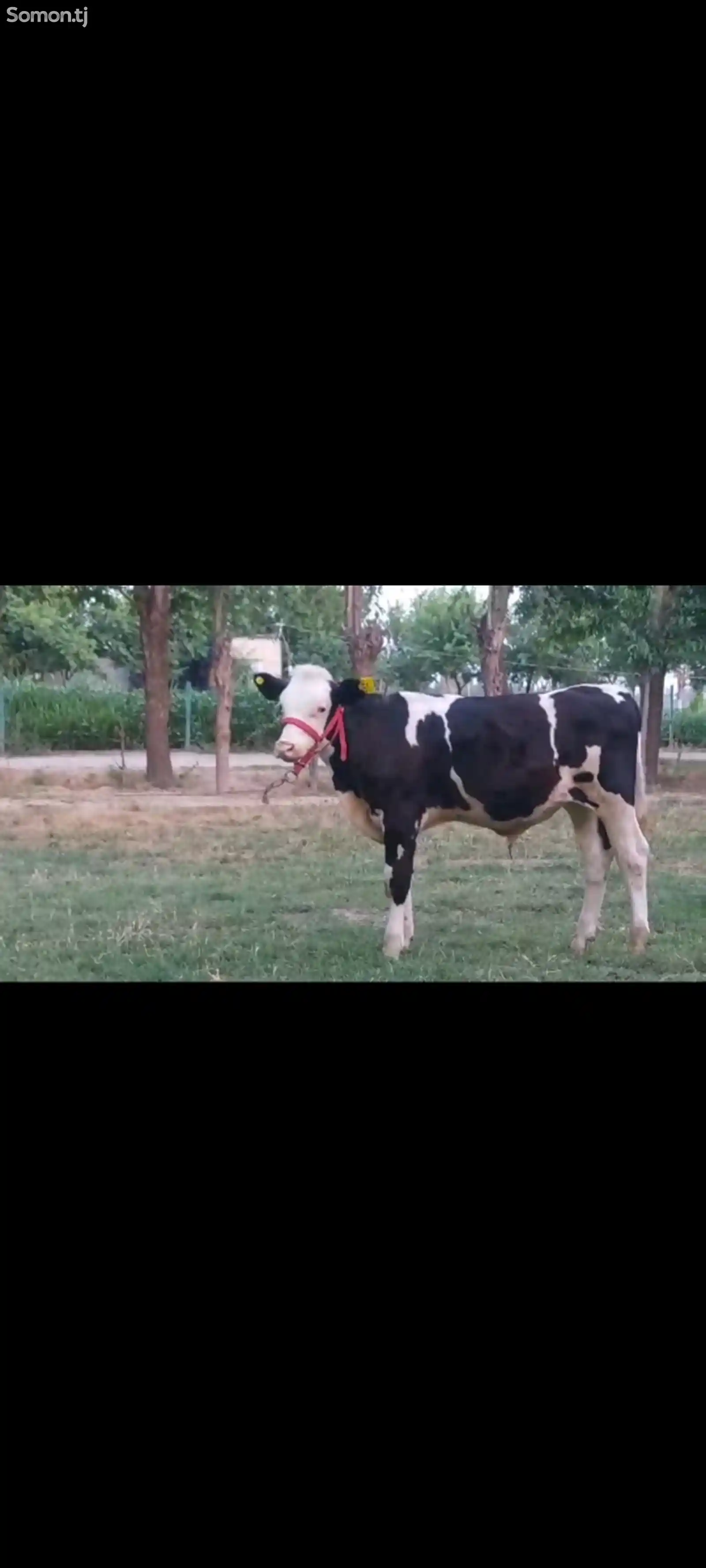Корова Сементал-1