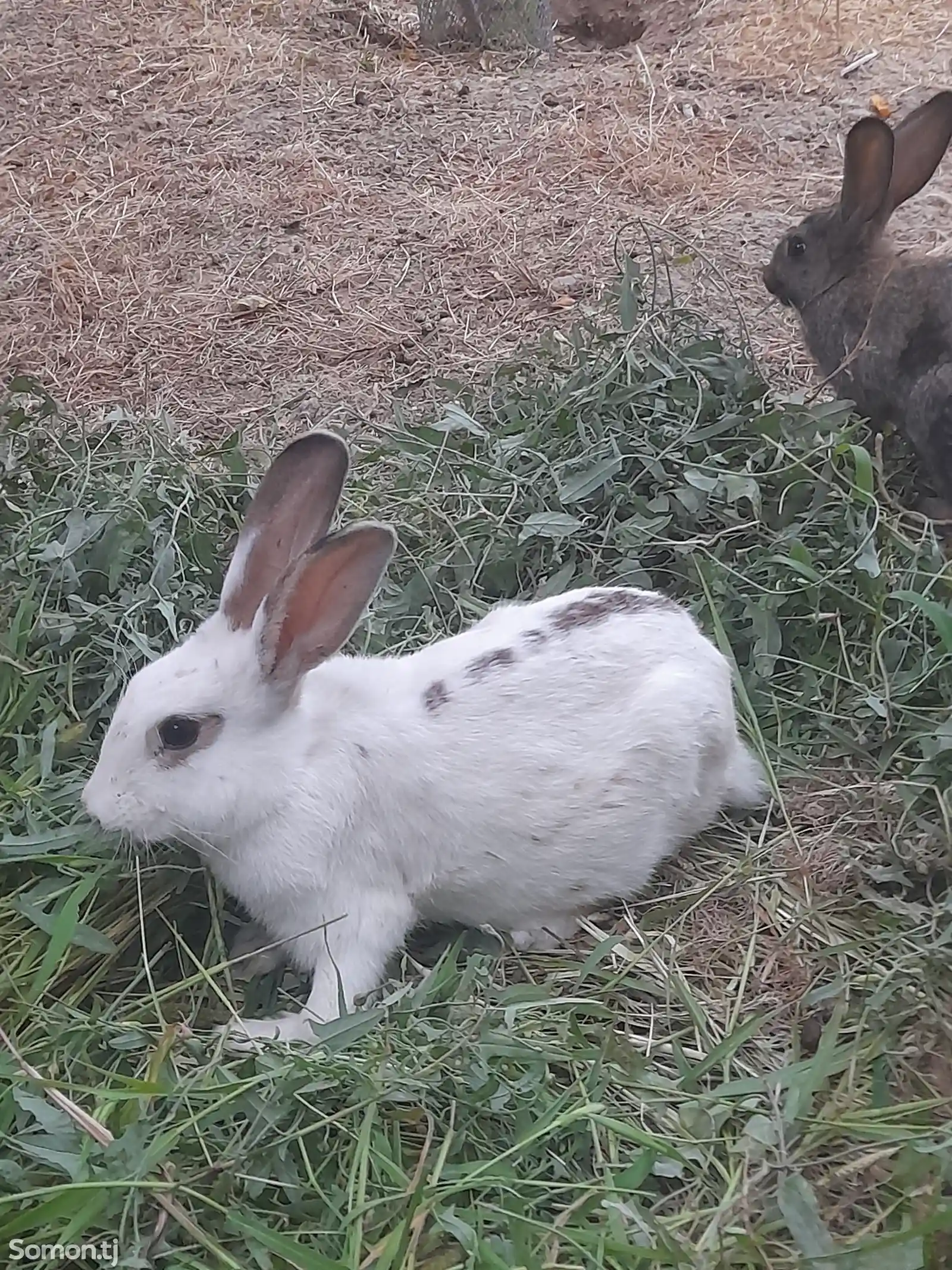 Кролики-3