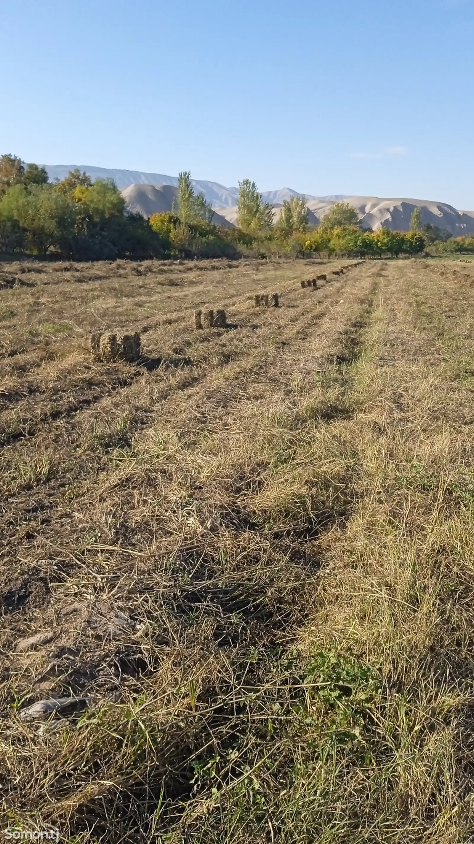 Пресси алаф