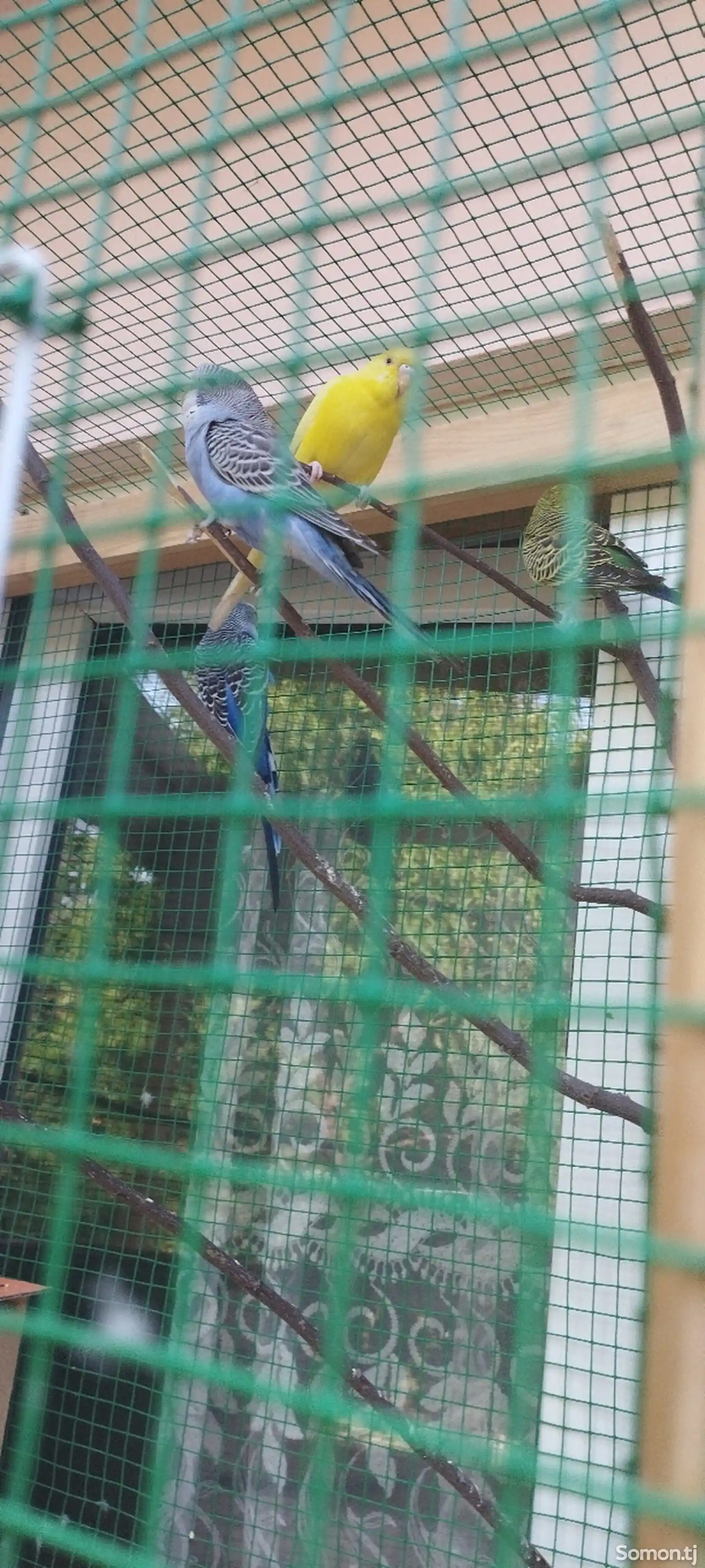 Волнистые попугаи с Вольером-3