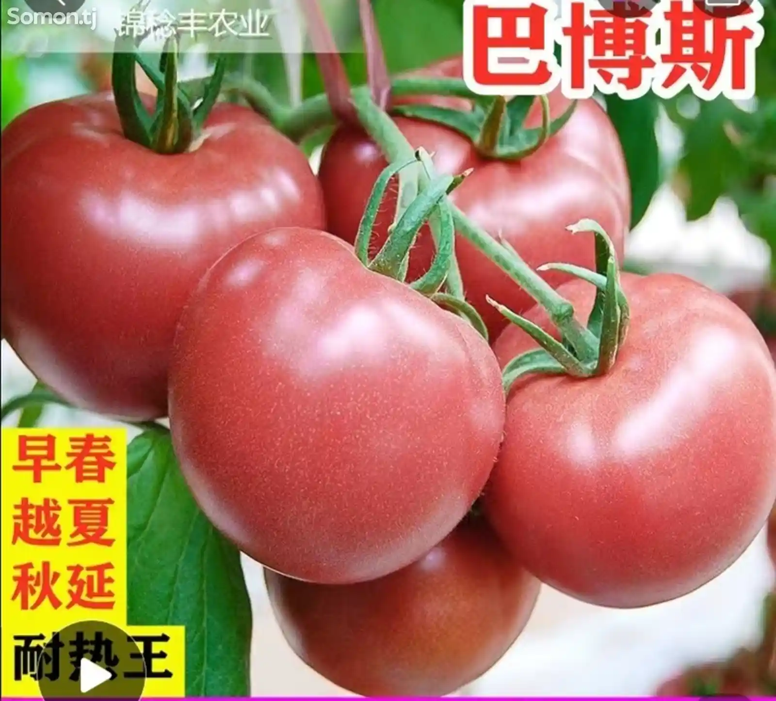 Тухмии помидор-4