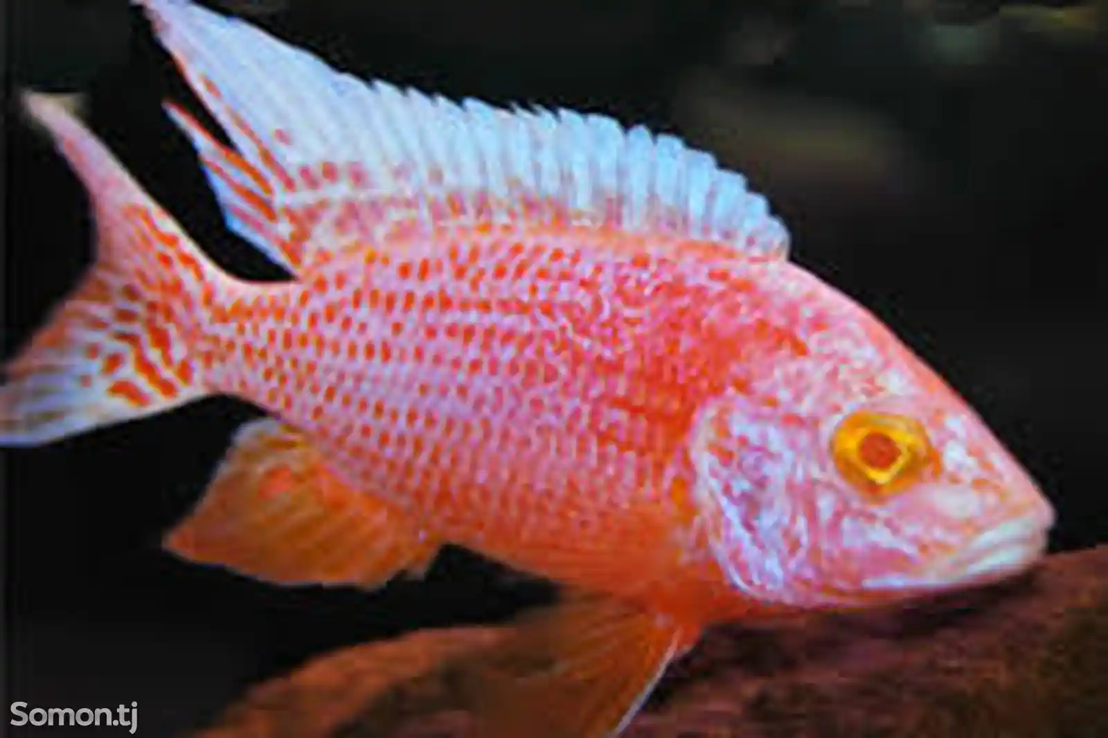 Рыба Aulonocara Firefish Albino-2