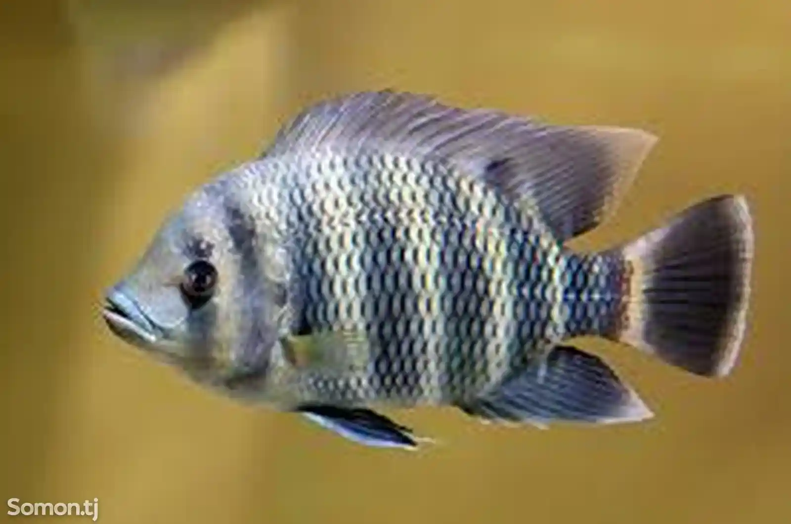 Рыба тиляпия зебровая-1