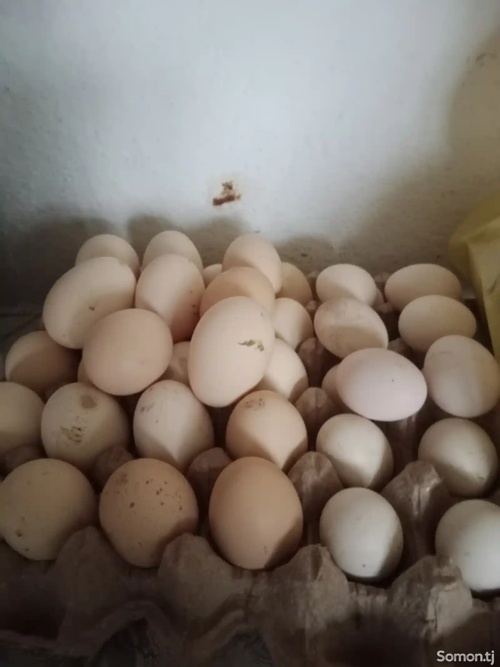Яйца для инкубации-2