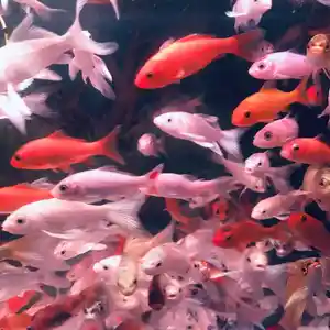 Холодноводные рыбки