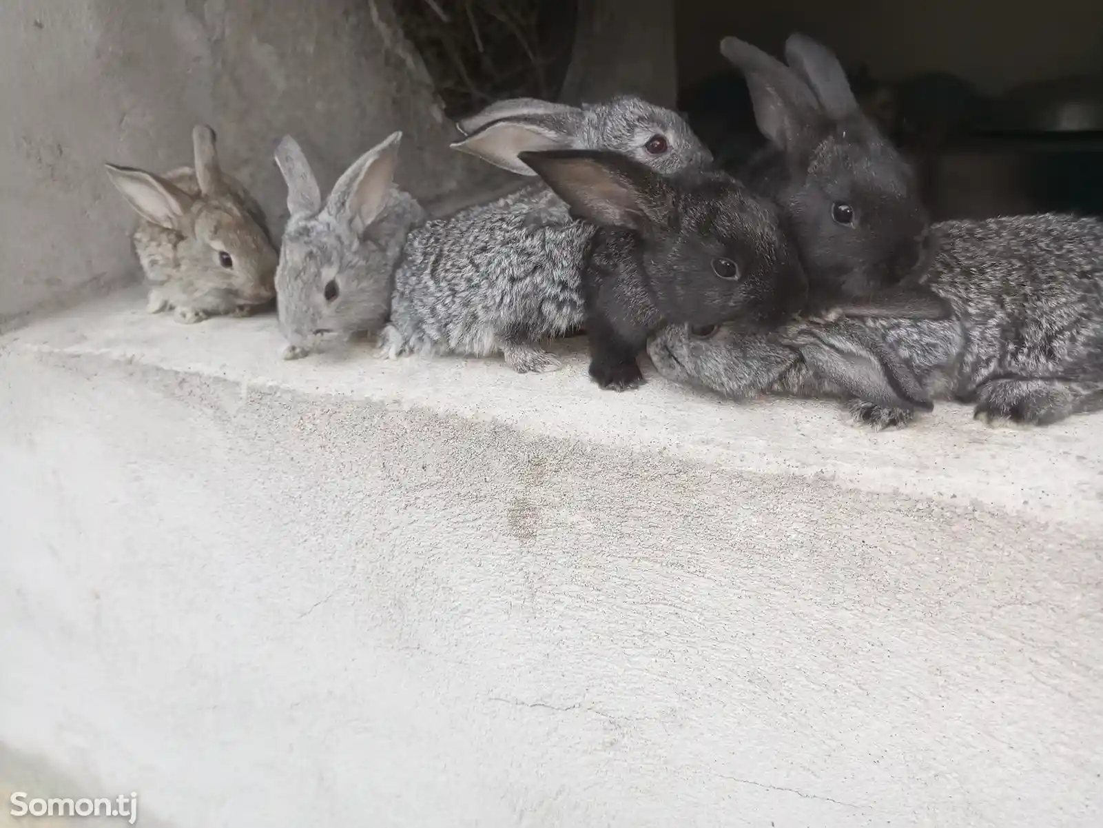 Кролики фландр-3