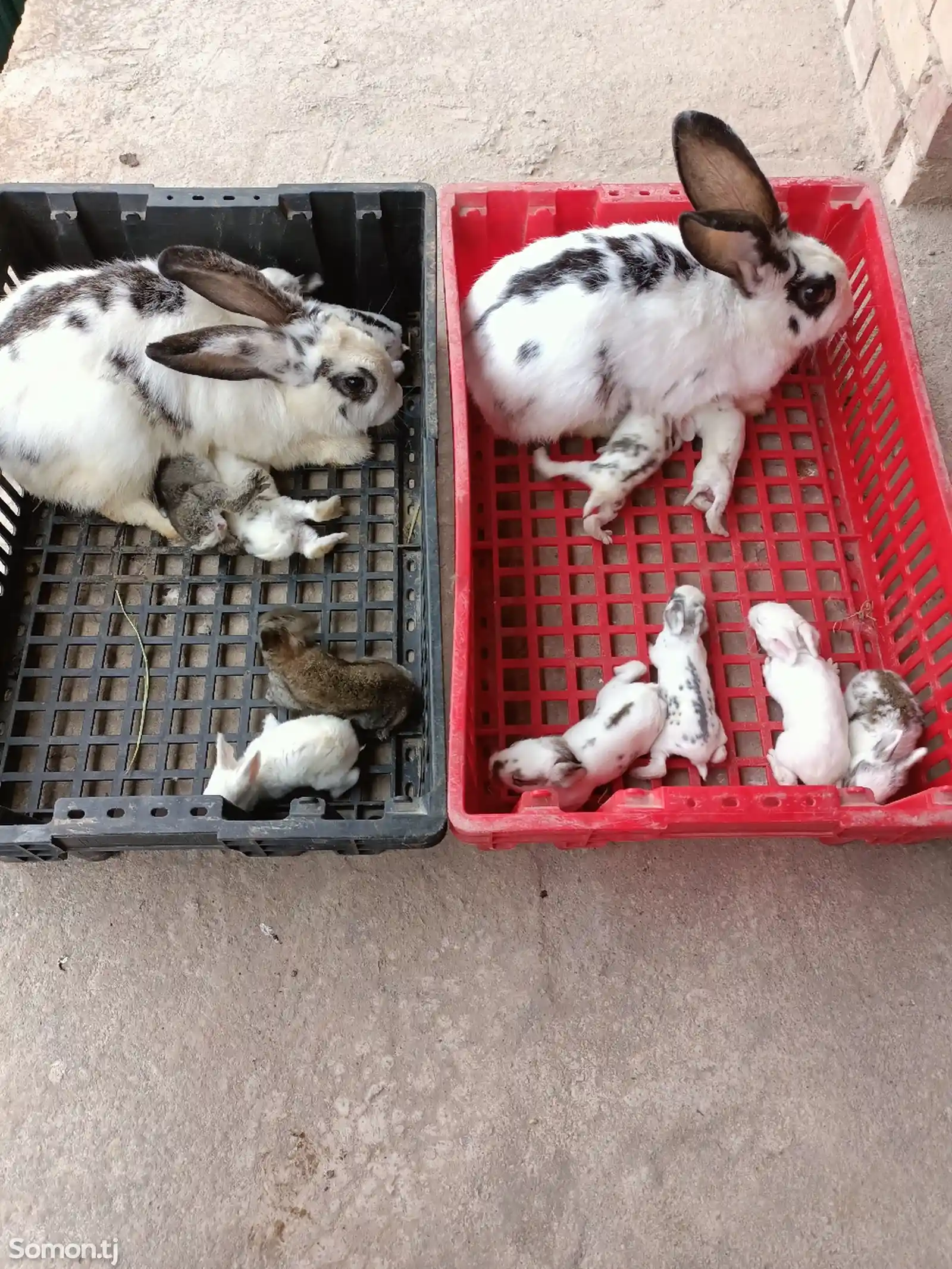 Кролик с крольчатами-11