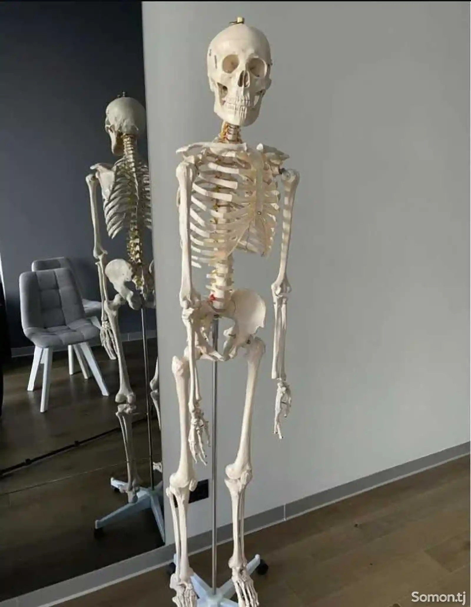 Анатомический скелет человека 170см